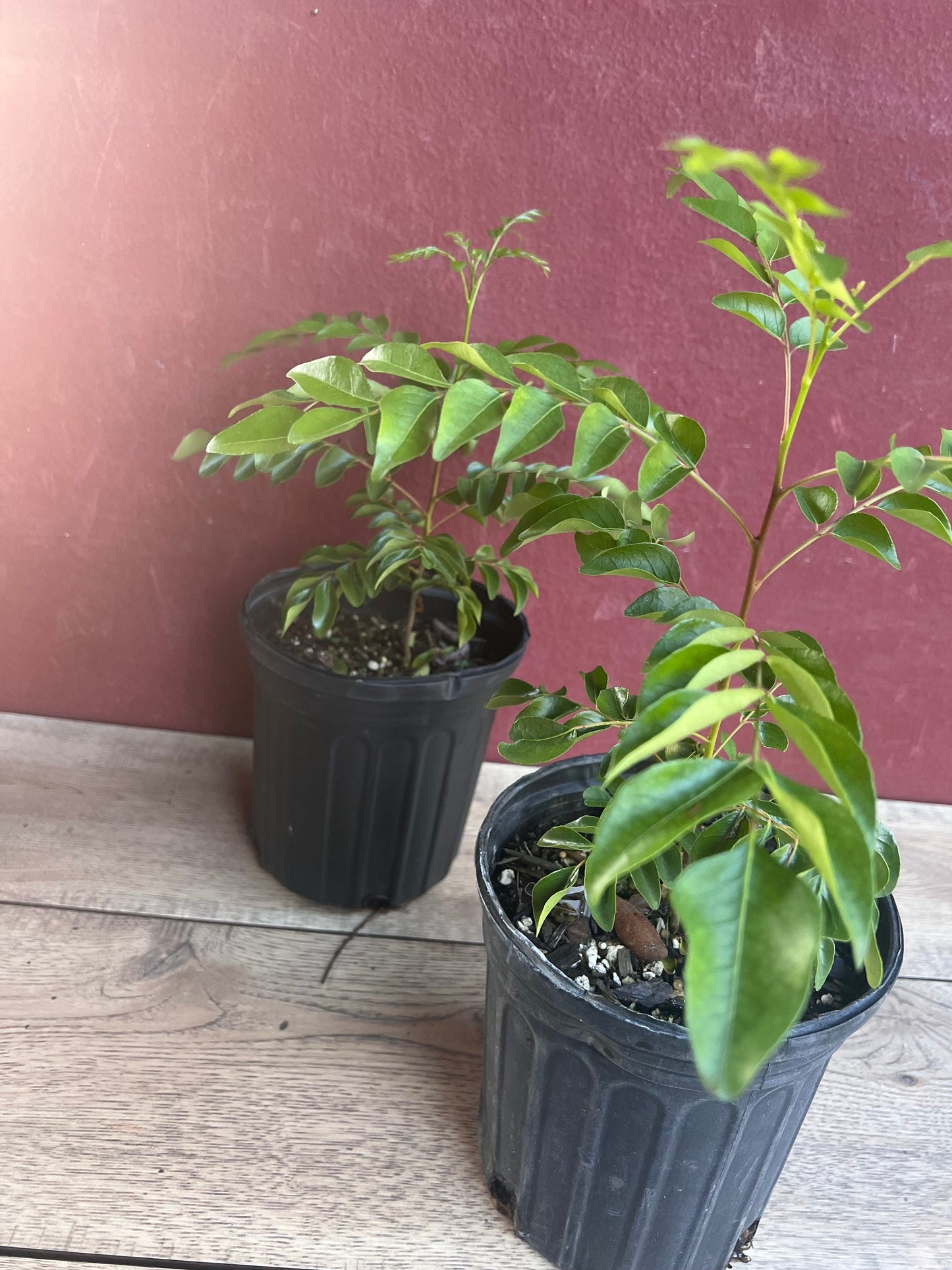 Curry Leaf Plant, Murraya Koenigii, in 6" Pot. No ship to CA or HI