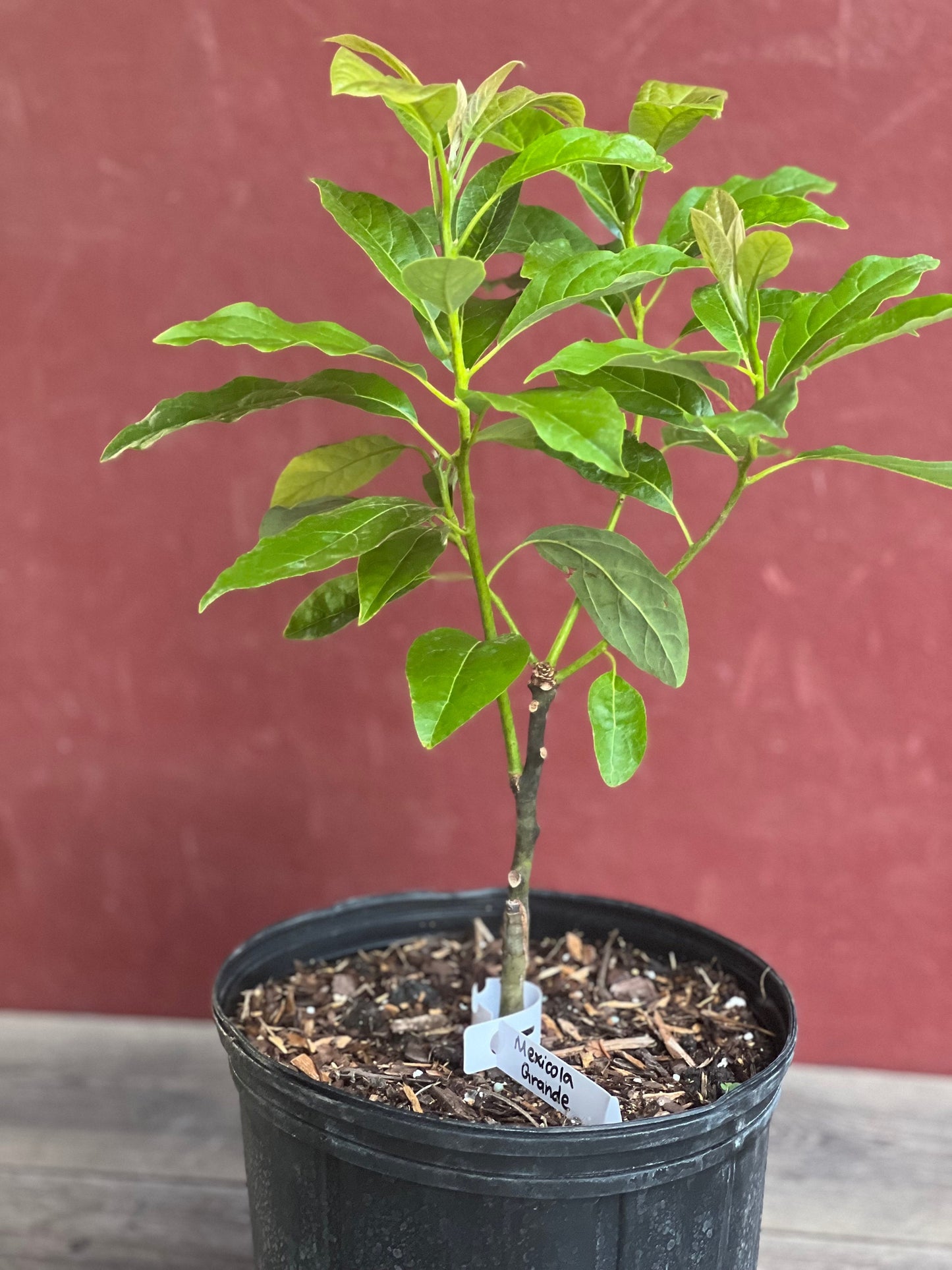 Mexicola Grande Avocado Tree , “Cold Hardy” Grafted in 3 Gallon Pot, No Ship to CA and HI
