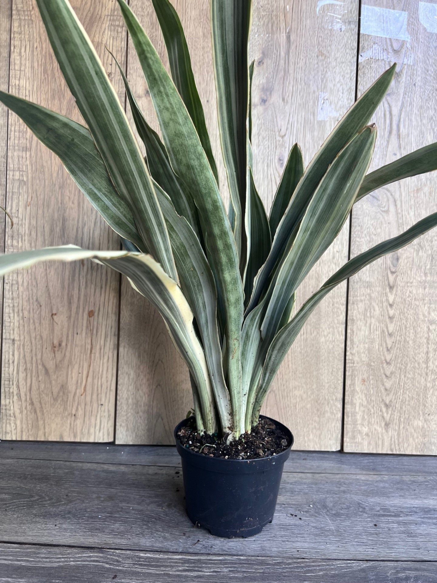 Sansevieria Sayuri in 6" pot, Snake Plant
