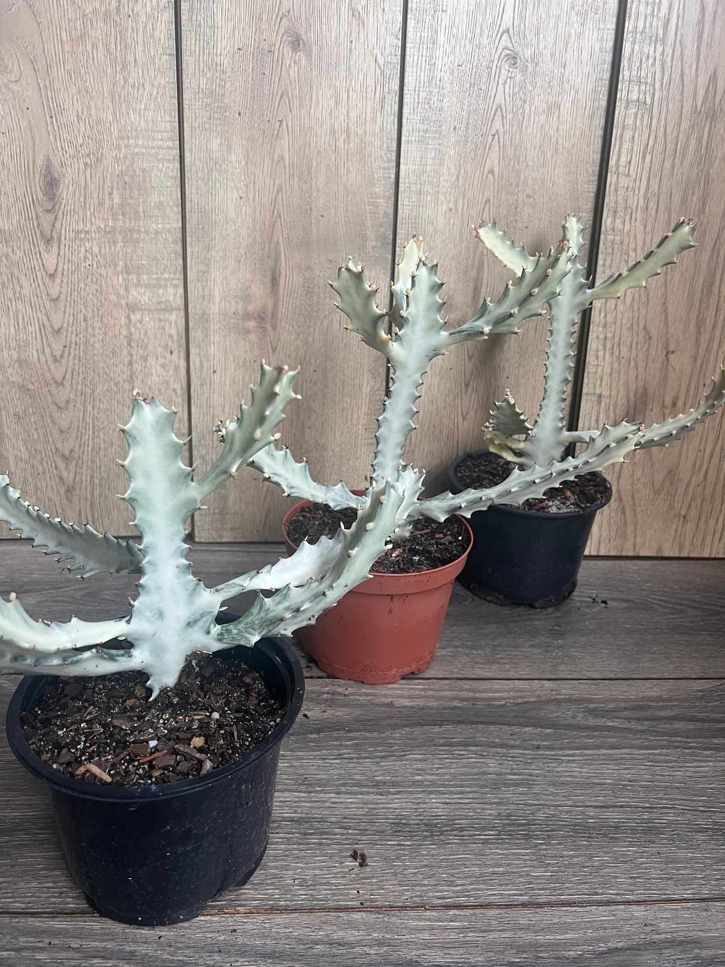 Ghost cactus | White variegated euphorbia lactea | Rare Cactus in 6"