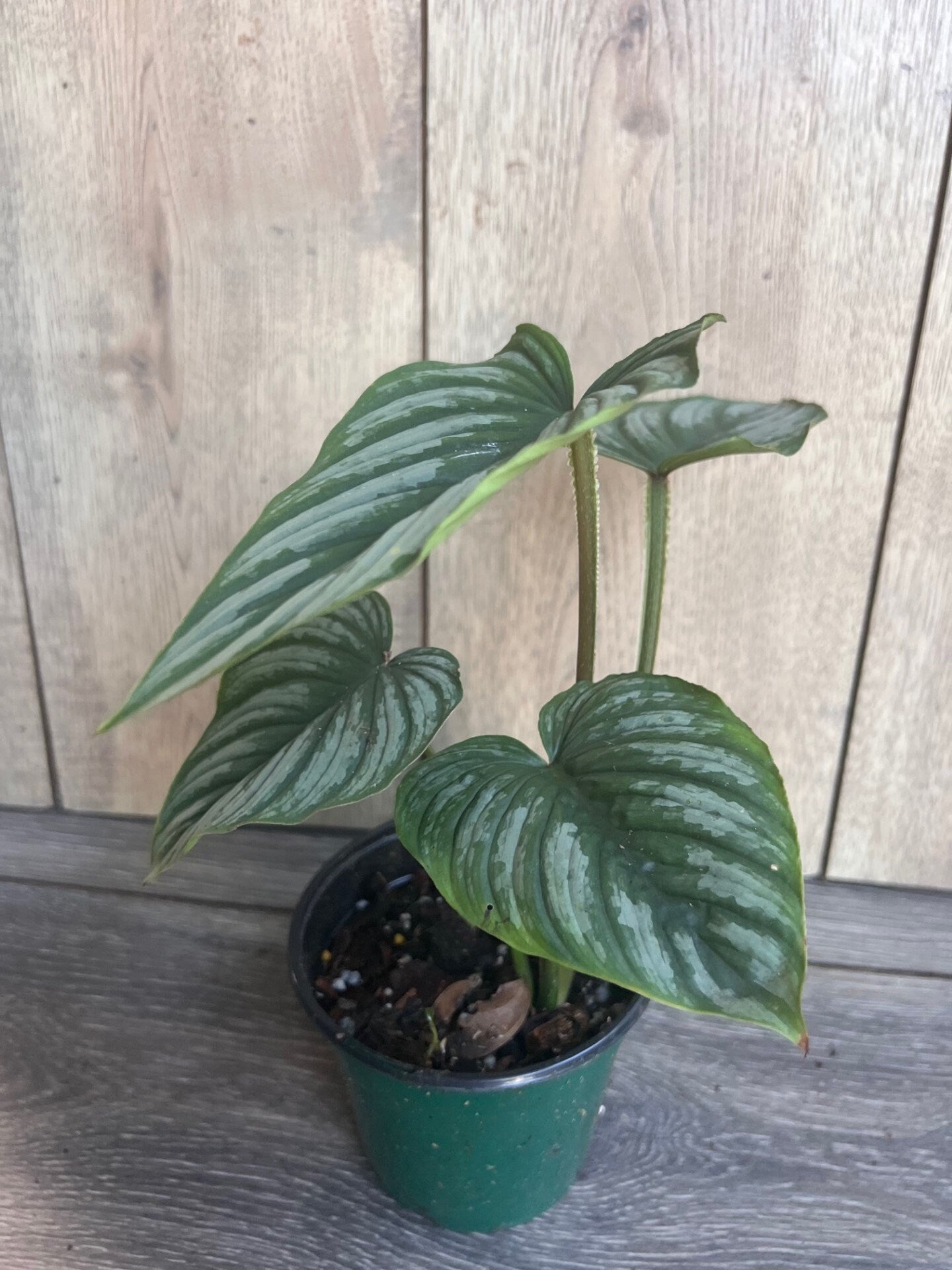 Philodendron Mamei in 4” Pot