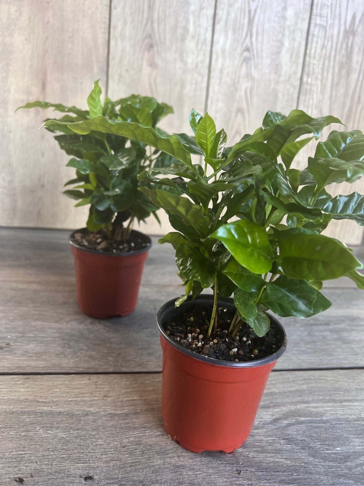Arabica Coffee Plant - 4" Pot