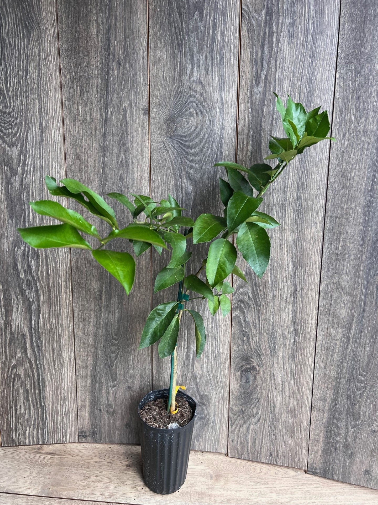 Ponderosa Lemon in half Gallon Pot, Grafted, Florida Shipping Only