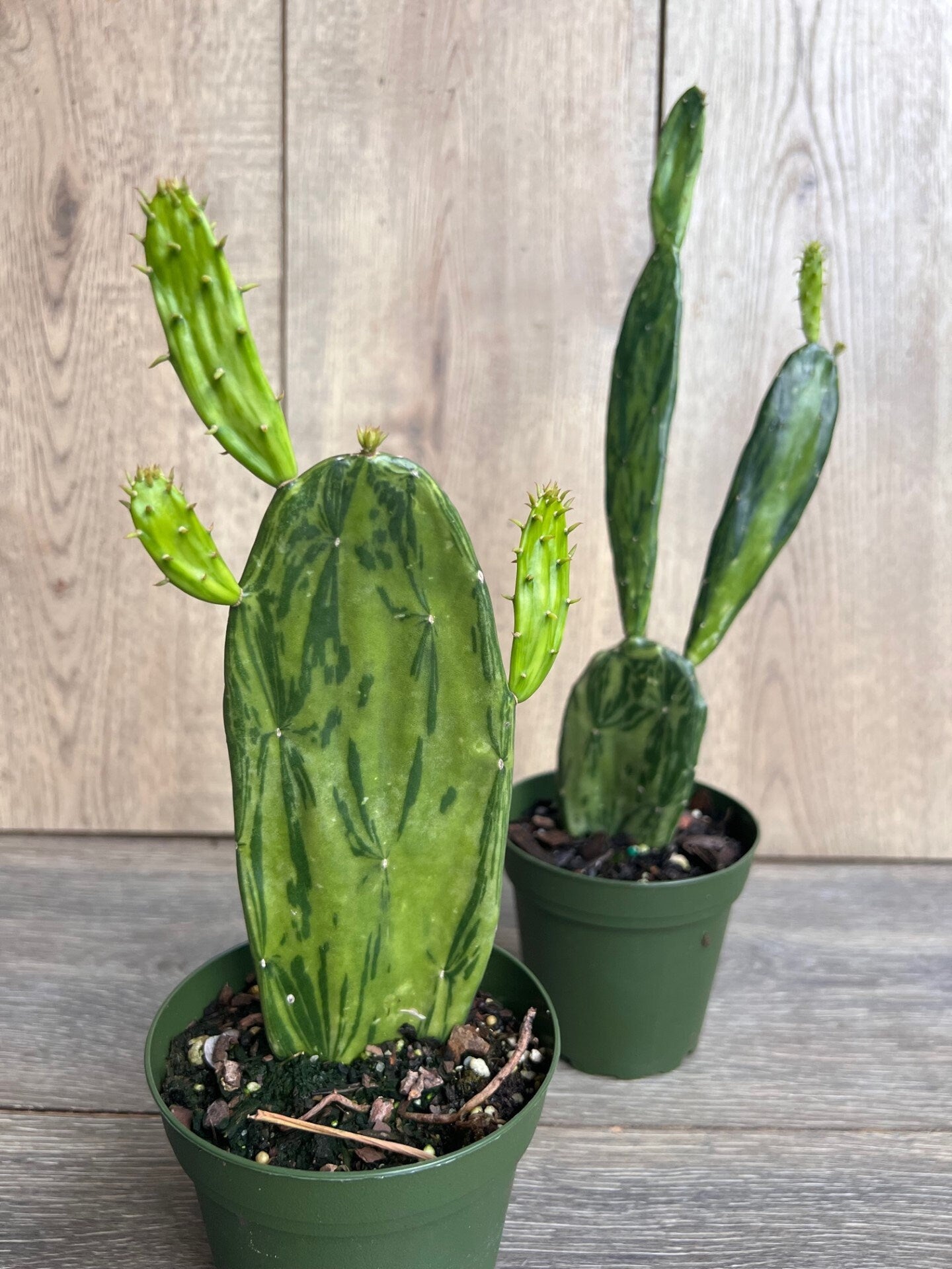 Variegated Opuntia, prickly pear variegated in 4" Pot, opuntia cactus
