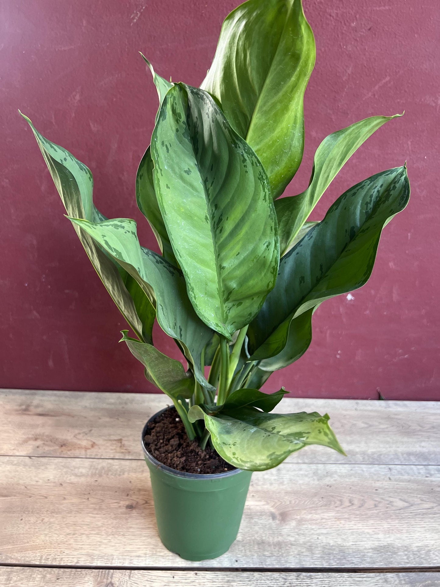 Aglaonema BJ Freeman, Chinese Evergreen, Arum Plant, Live House Plant, in 6" Pot