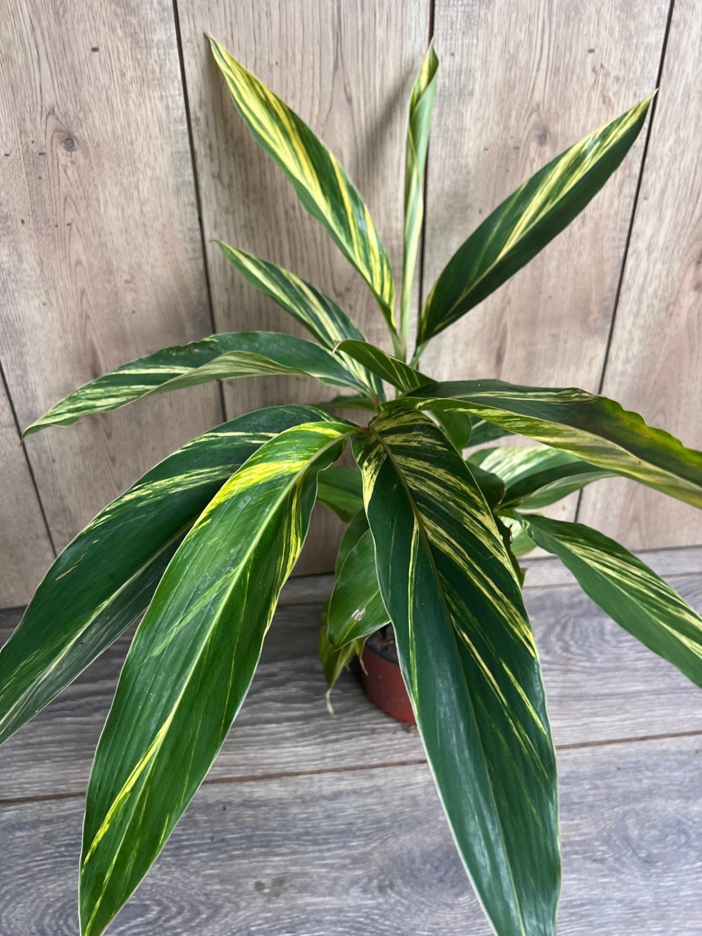 Variegated Shell Ginger (Alpinia Zerumbet ‘Variegata’) in 6" pot