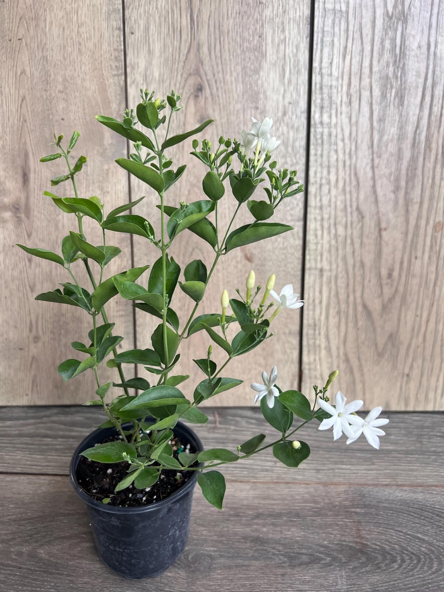Jasmine Molle , jasmine Indian Jui in 4", Jasminum molle