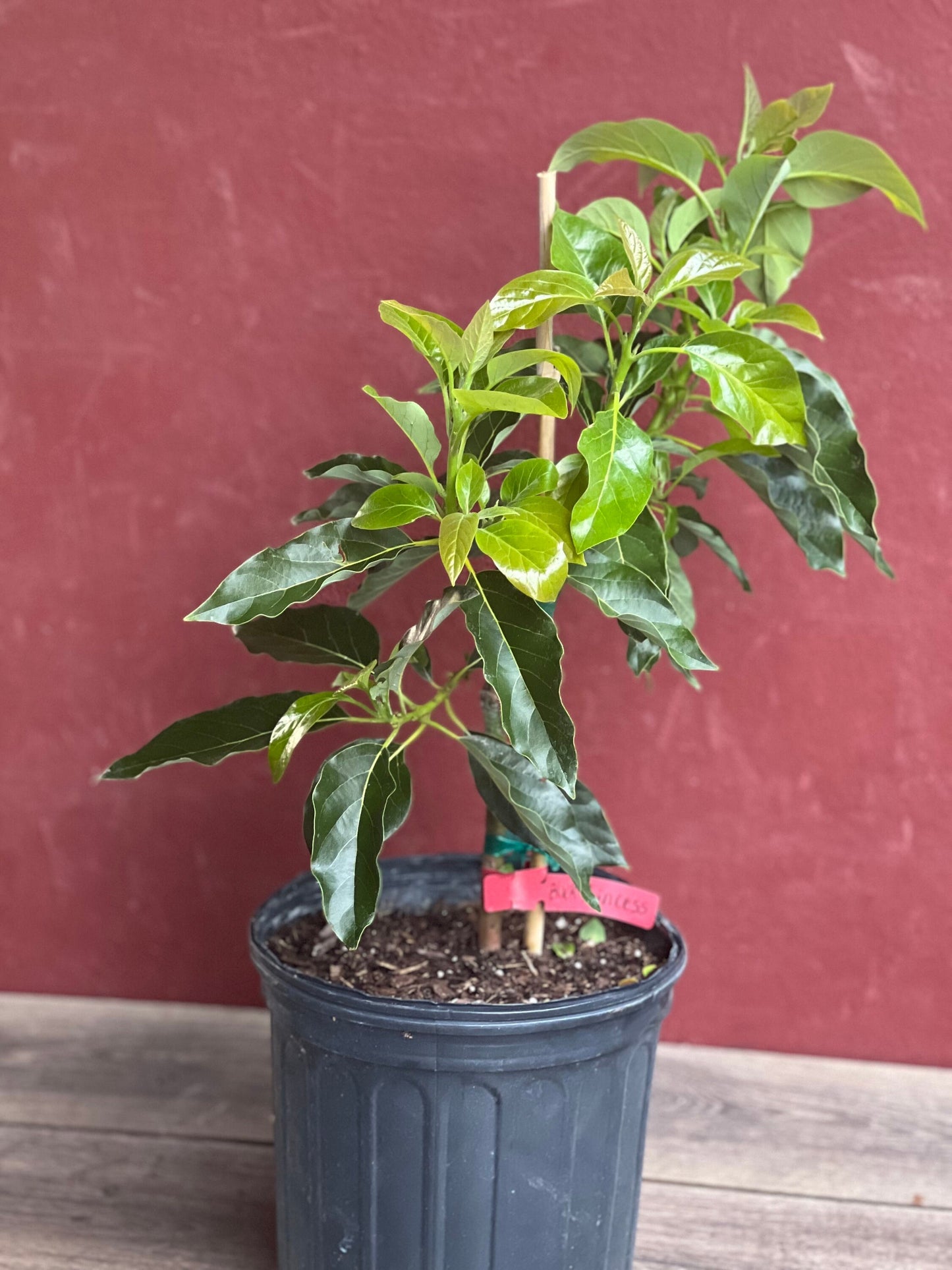 Black Princess avocado Tree , “Cold Hardy” Grafted in 3 Gallon Pot, No Ship to HI