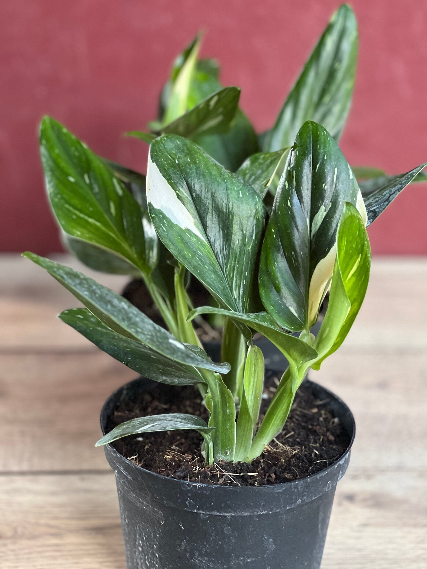 Monstera Standleyana Albo in 6" Pot , Philodendron Cobra