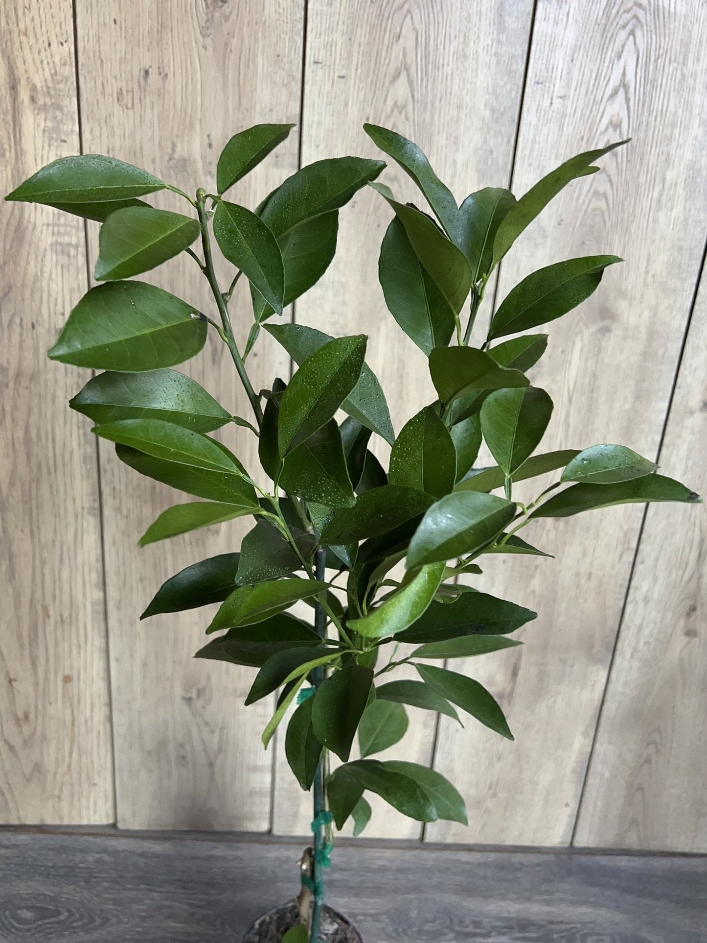 Washington Navel Orange Tree in half Gallon Pot, Grafted, Florida Shipping Only