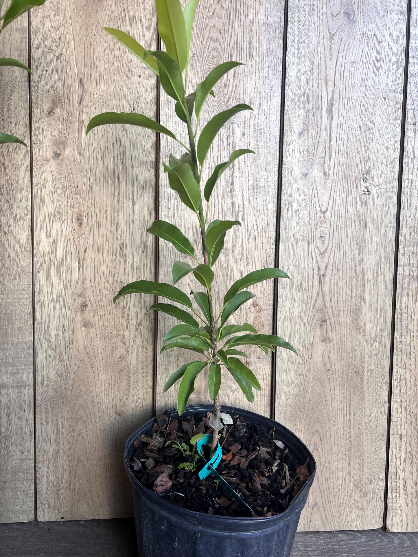 Sapodilla Brown Sugar in 3 gallons pot, Grafted, Sawo, Cheeku, Lamut