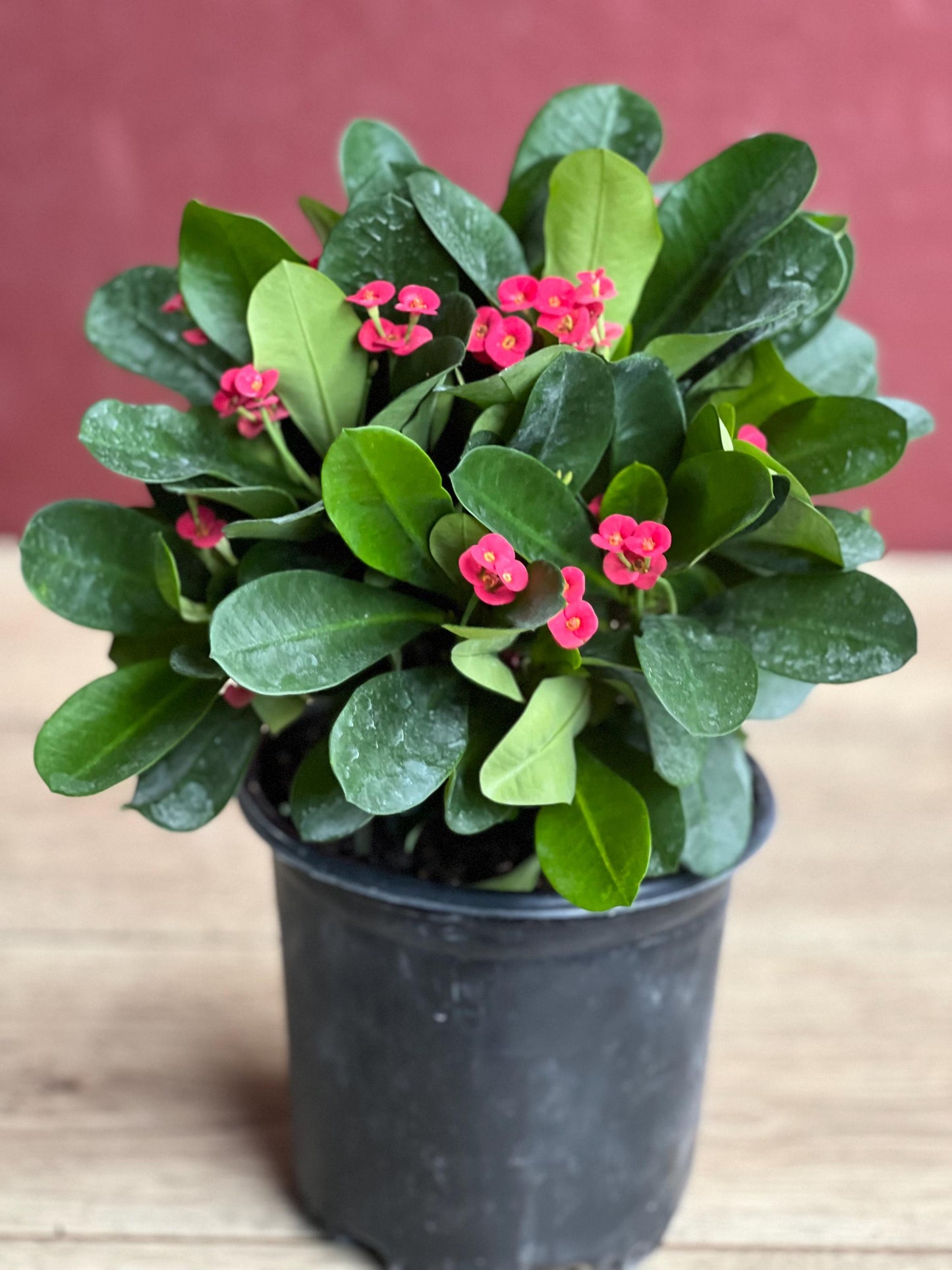Crown of Thorns, Red in 6" Pot, Euphorbia milii