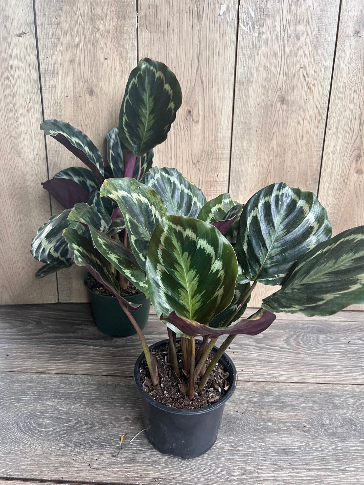 Calathea Medallion, Medallion 6" pot, Prayer plant
