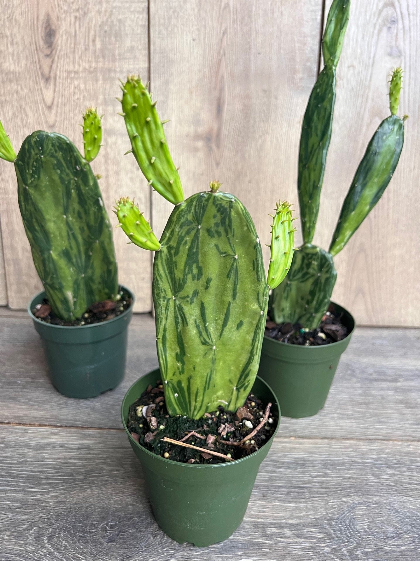 Variegated Opuntia, prickly pear variegated in 4" Pot, opuntia cactus