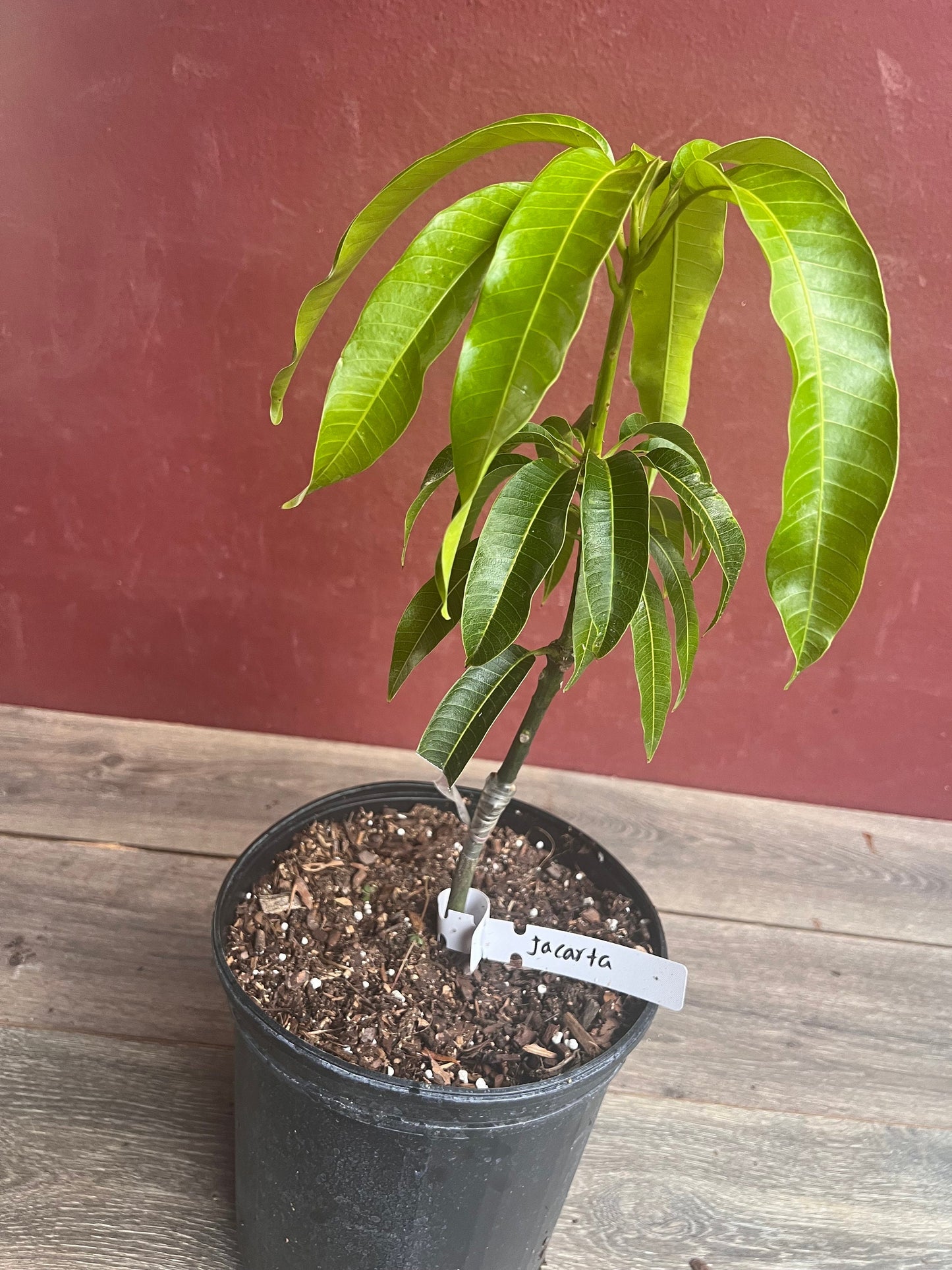 Jakarta Mango in 3 gallon, grafted, No Ship to CA and HI