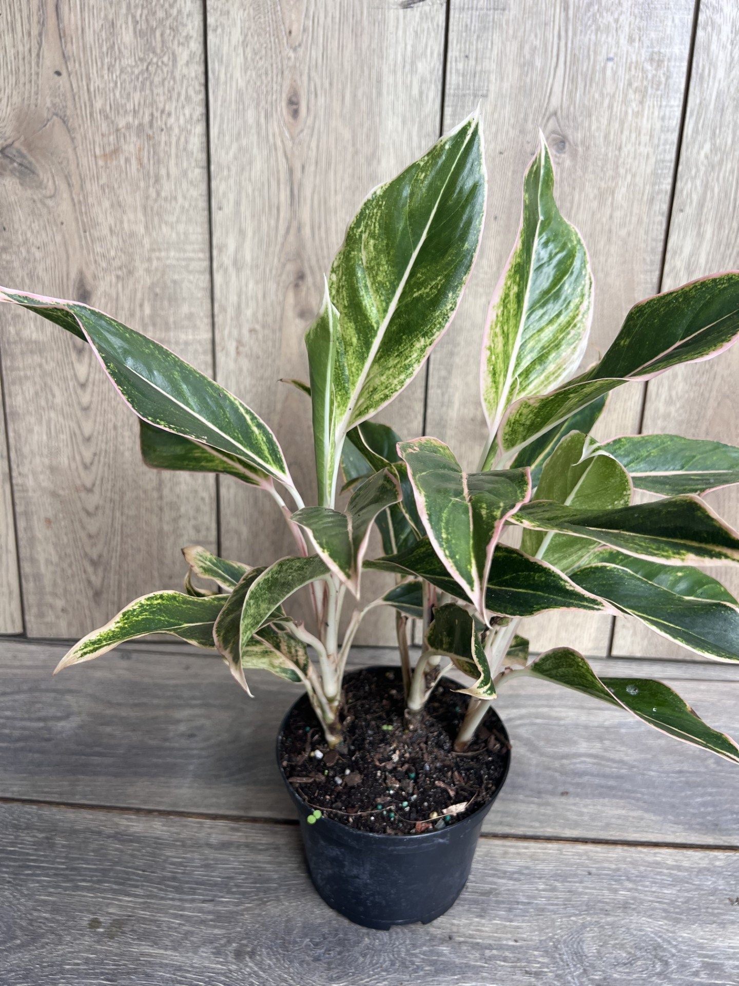 Aglaonema Pink Siam, Siam Aurora Aglaonema in 6" Pot
