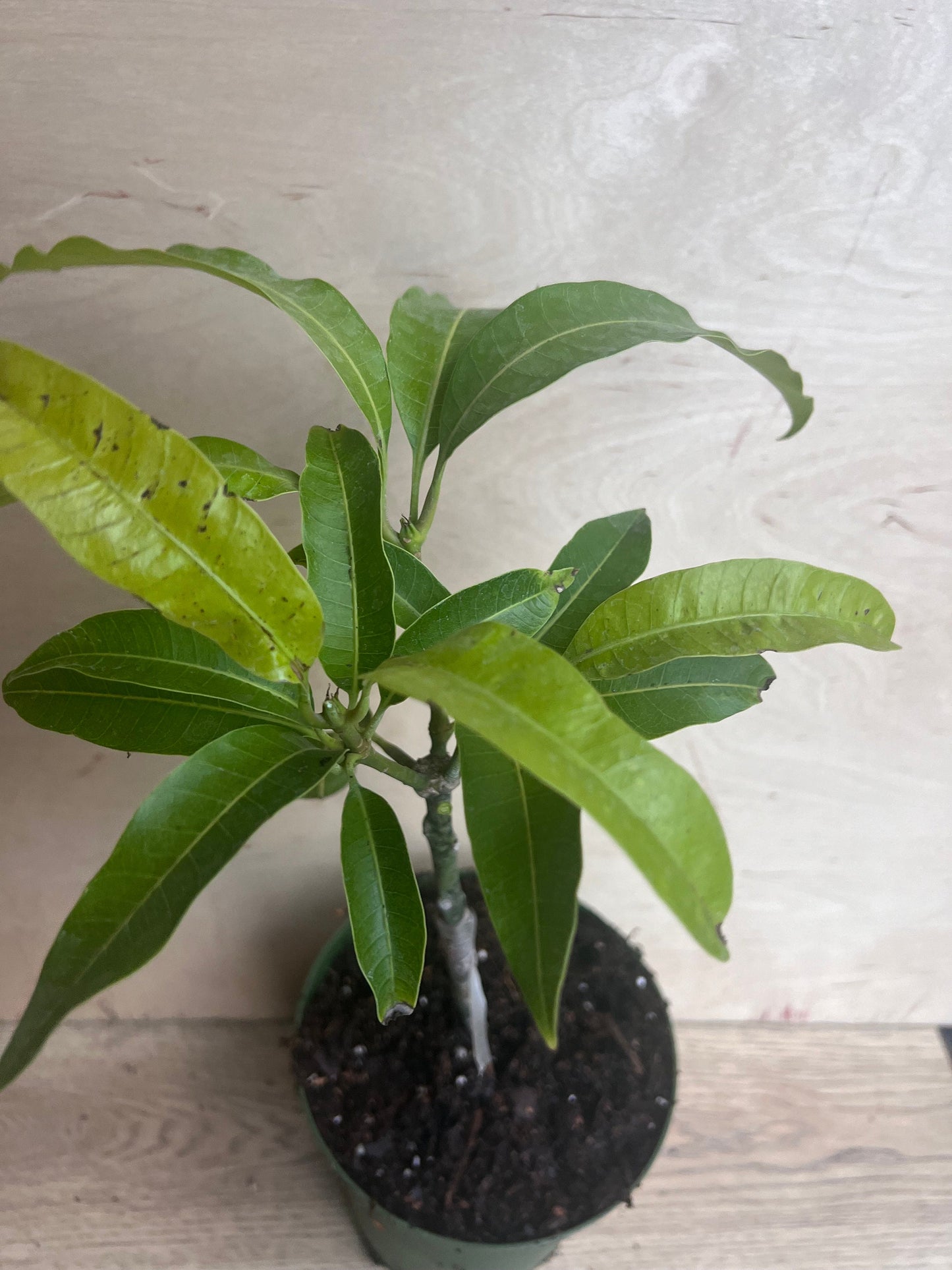 Manila Mango in 10" Pot, grafted