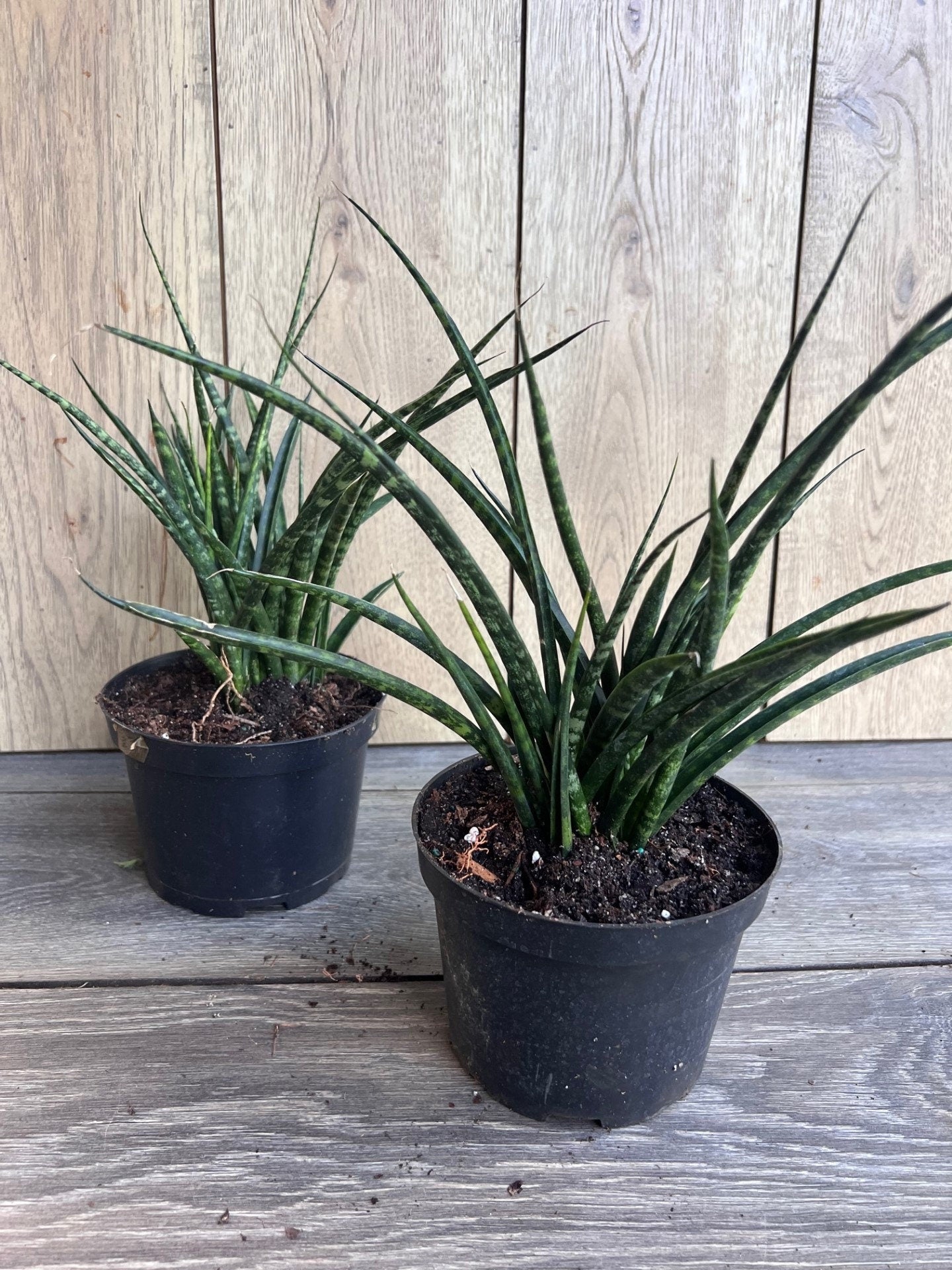 Sansevieria Fernwood, Sansevieria Mikado in 6" inches pot - live air purifying plant