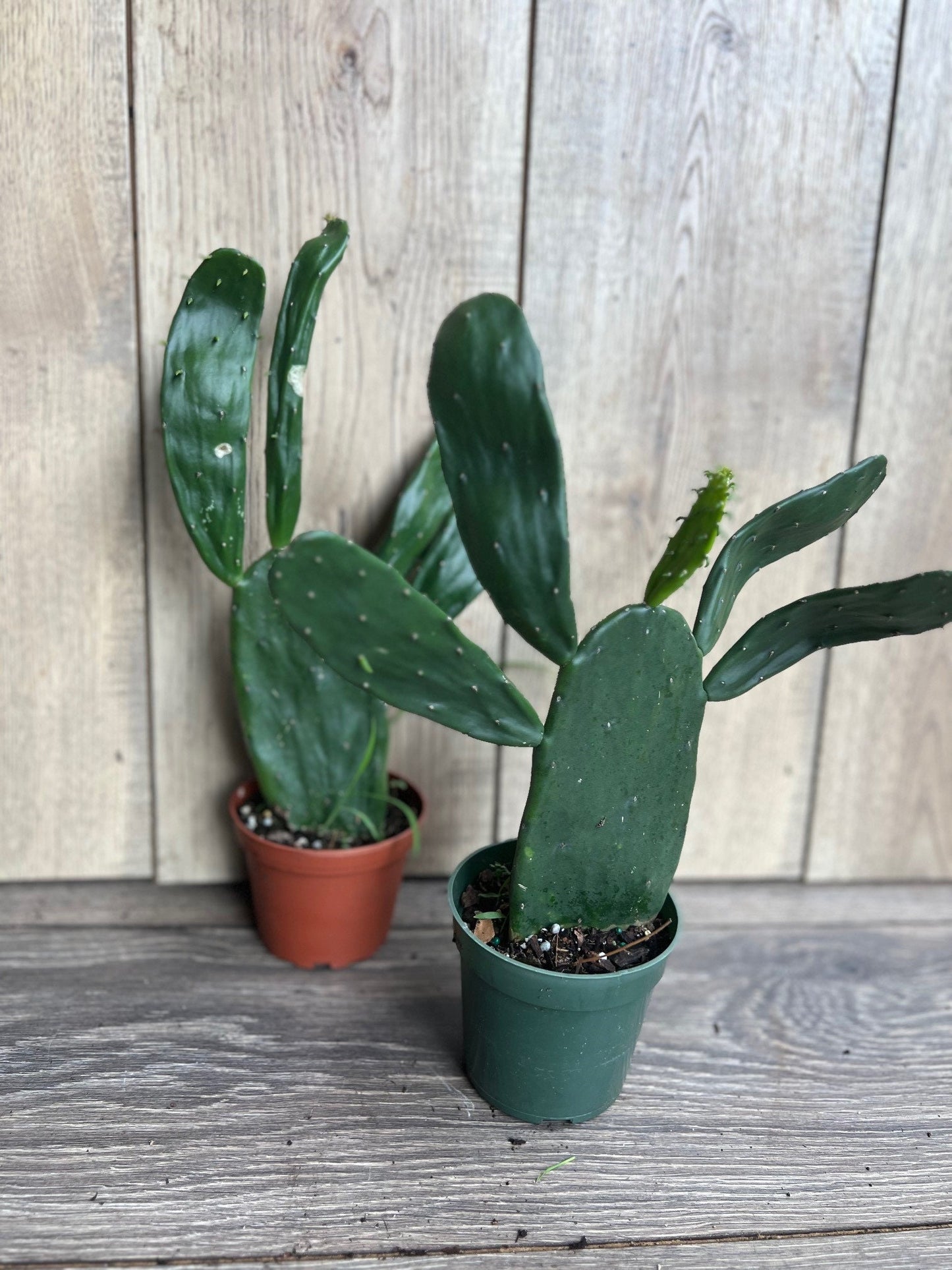 Opuntia, prickly pear in 4" Pot, opuntia cactus