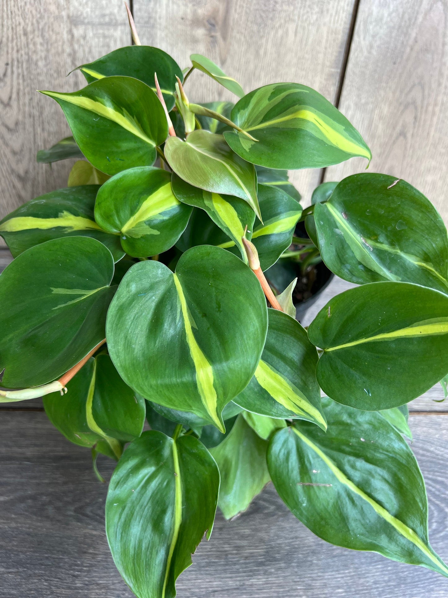 Philodendron Brasil. in 6” pot, philodendron hederaceum,trailing plant, house plant, variegated heart shaped philodendron