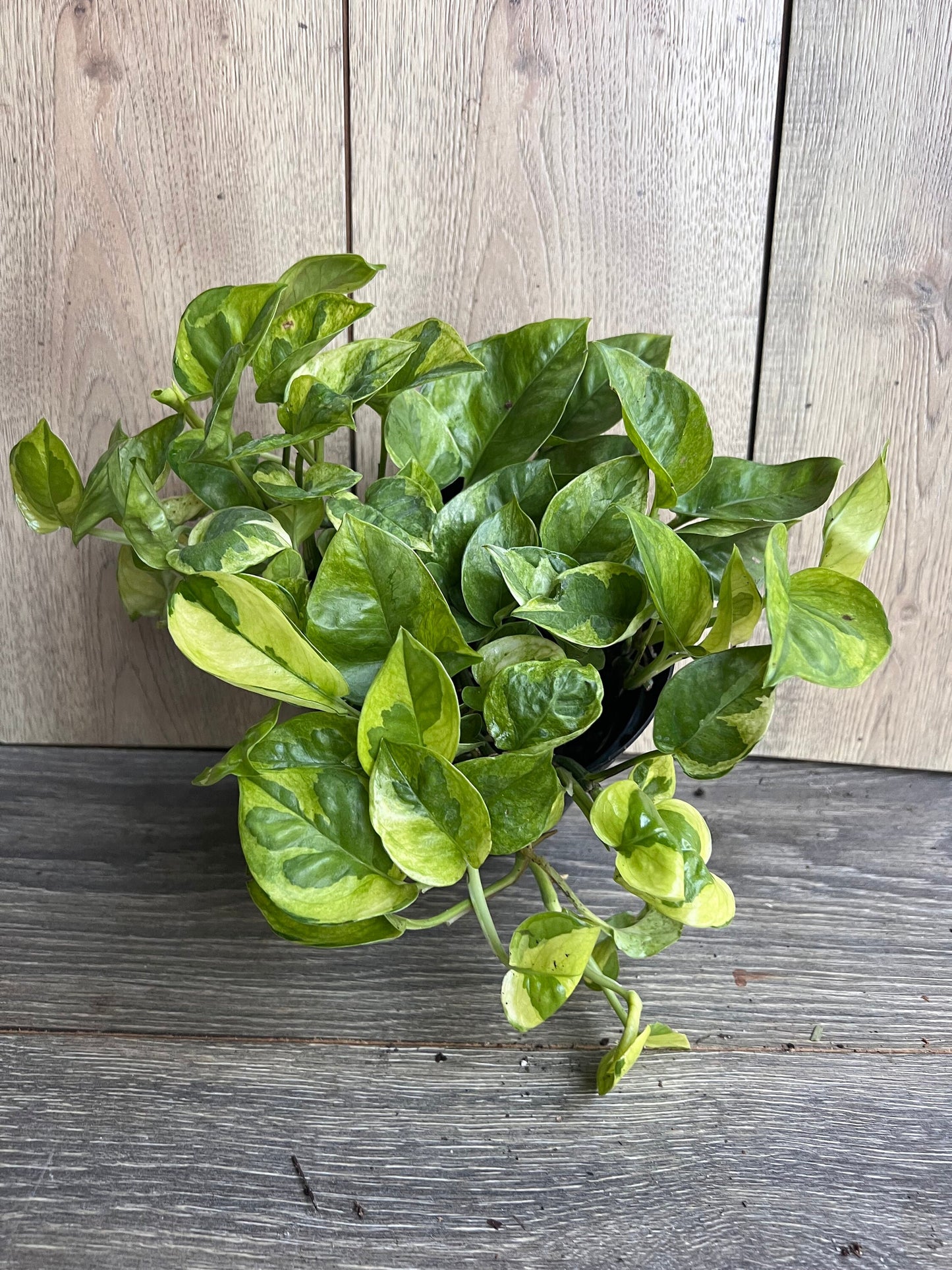 Epipremnum Lemon Meringue in 6" Pot, Lemon Meringue Pothos