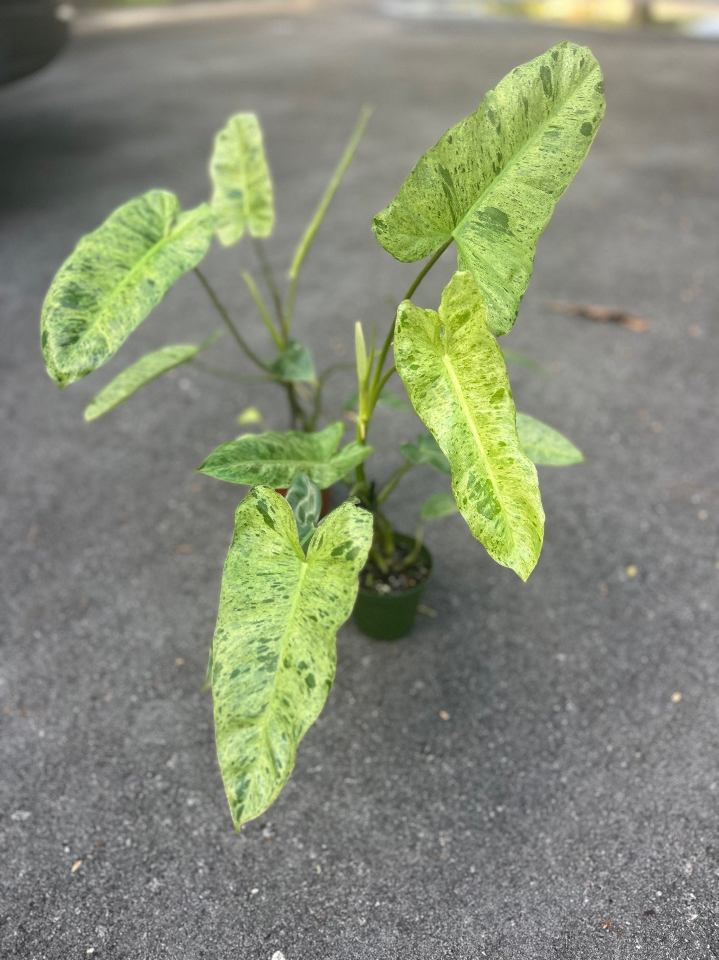 Philodendron Paraiso Verde in 4" Pot, Limited, High Variegation