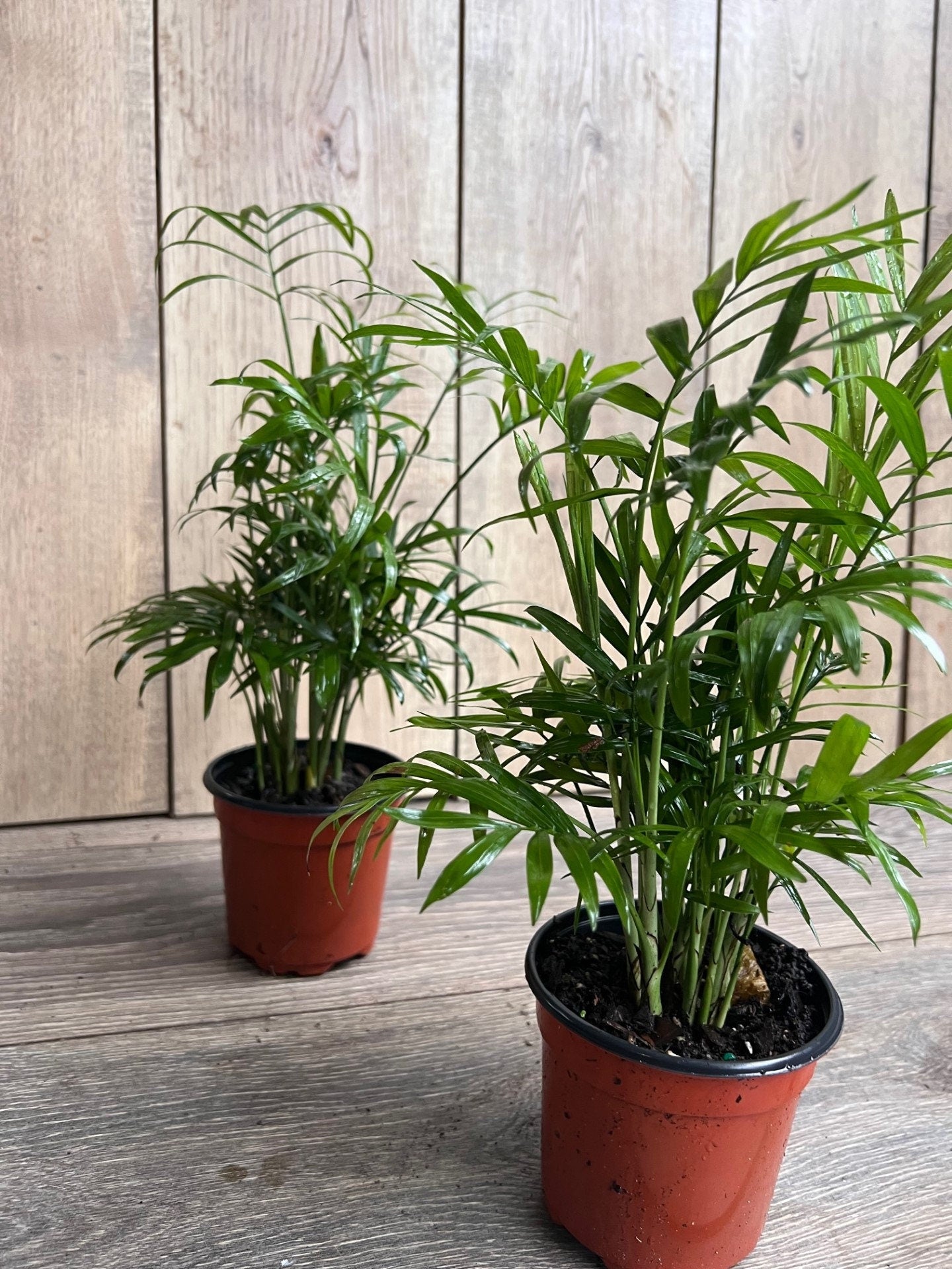 Neanthe Bella Palm in a 4" Pot, Parlor Palm - Chamaedorea Elegans