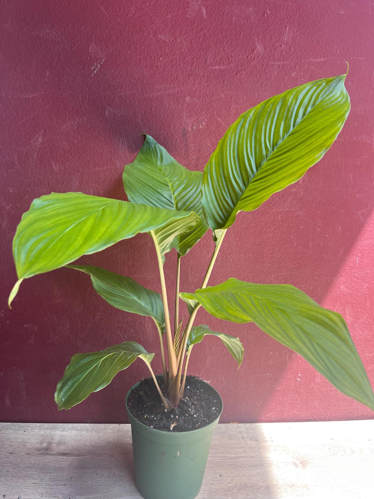 Tacca chantrieri, Bat flower in 6" pot, black bat Flower
