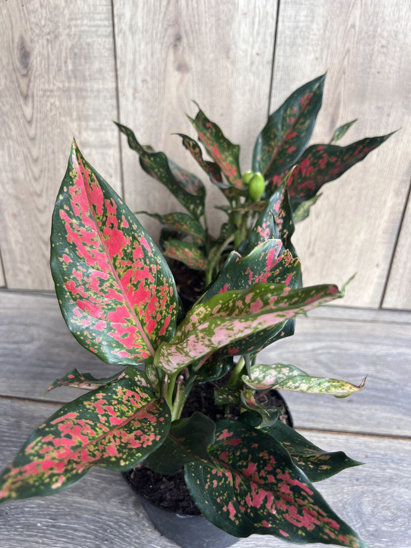 Aglaonema Narrow Spinel in 6" Pot