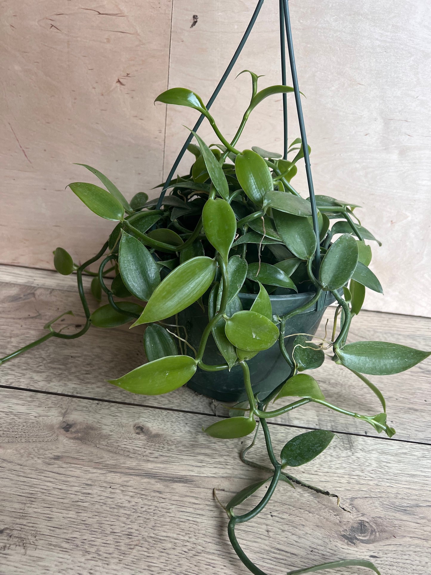 Vanilla planifolia, vanilla bean orchid in 8"HB