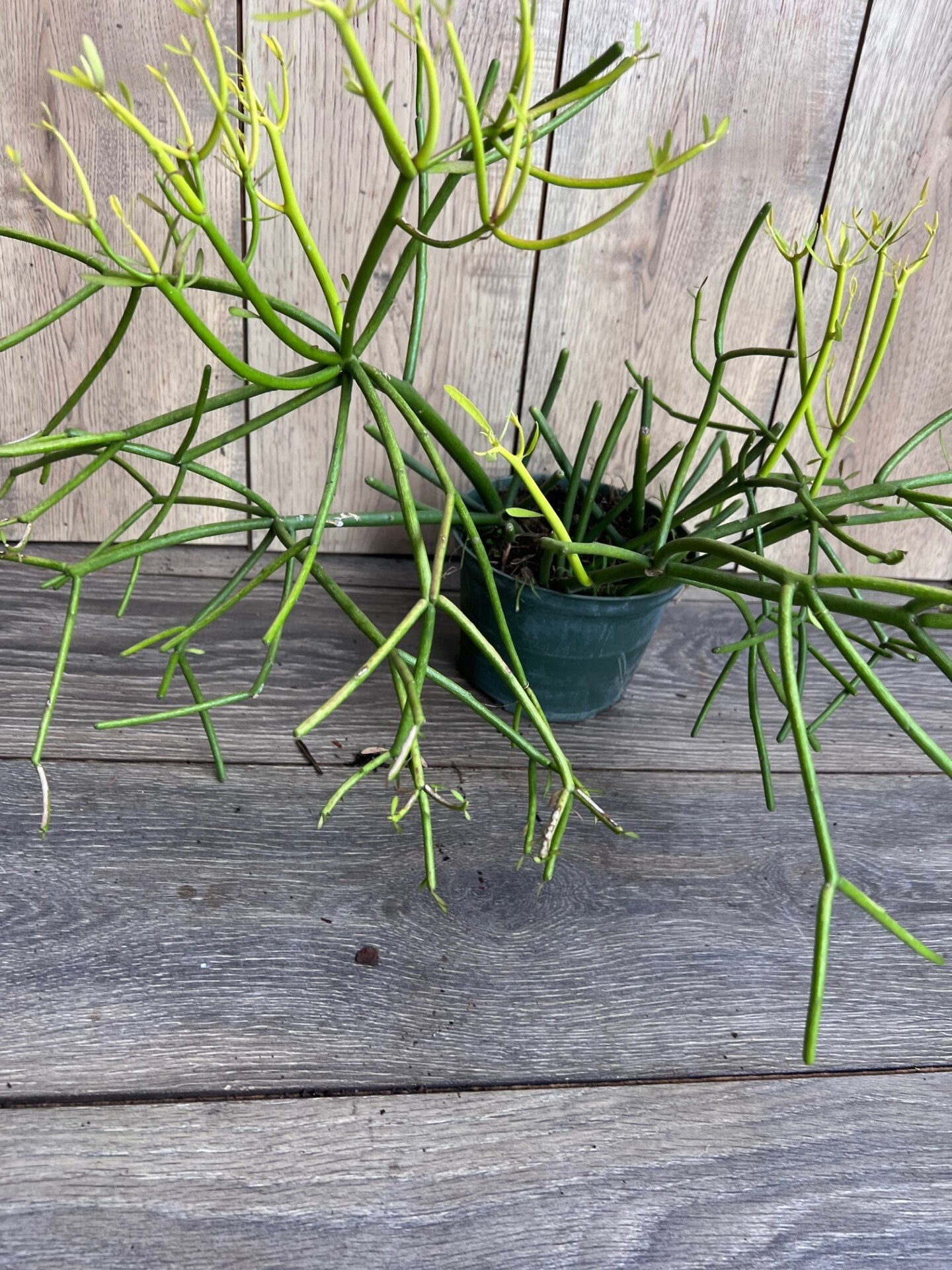 Euphorbia tirucalli, Pencil Cactus in 6" Pot