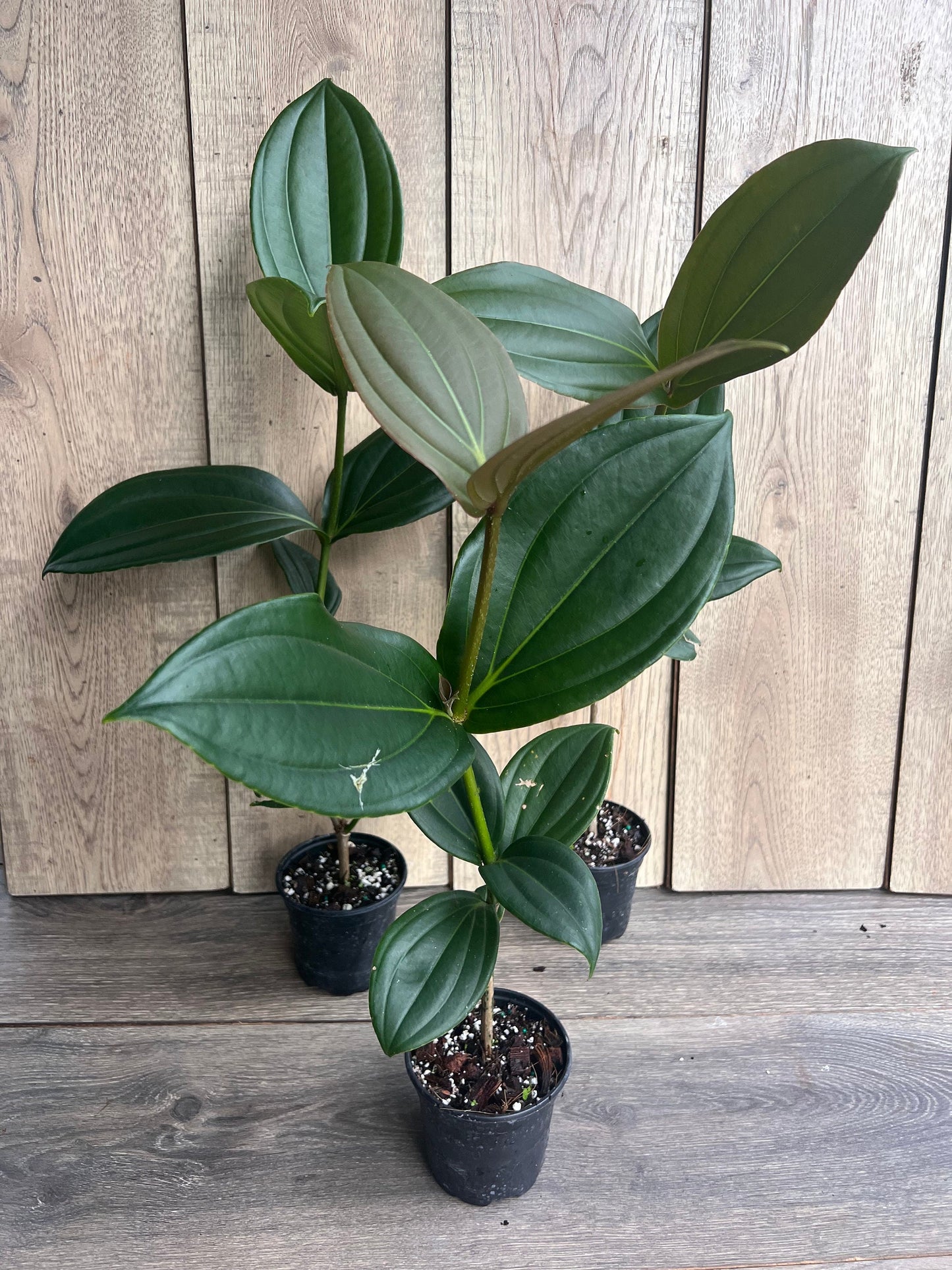 Medinilla myriantha – Malaysian Grapes in 4" Pot
