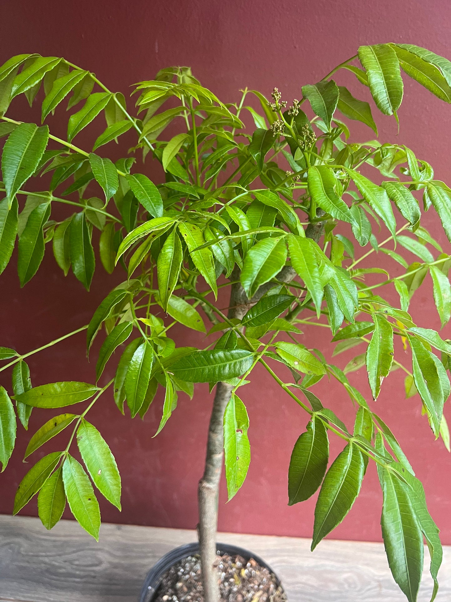 June Plum Dwarf, Ambarella Fruits, Jewel Plums in 10" Pot, Kedondong, No Ship to CA and HI