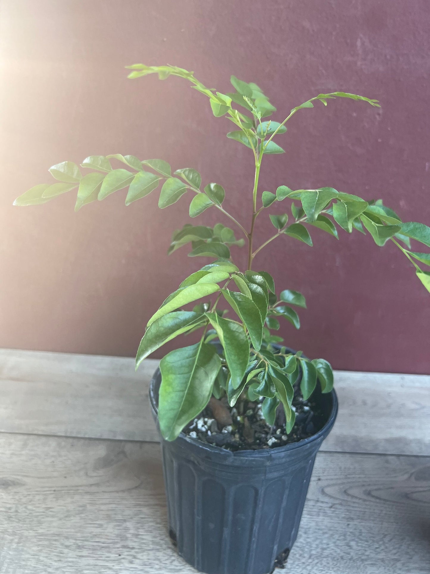 Curry Leaf Plant, Murraya Koenigii, in 6" Pot. No ship to CA or HI