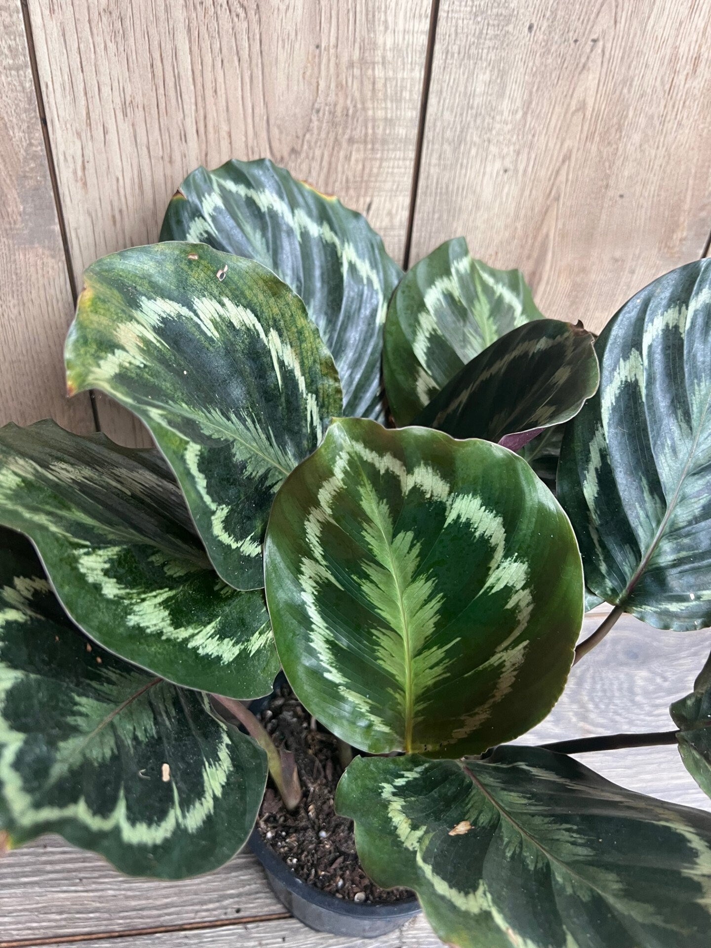 Calathea Medallion, Medallion 6" pot, Prayer plant