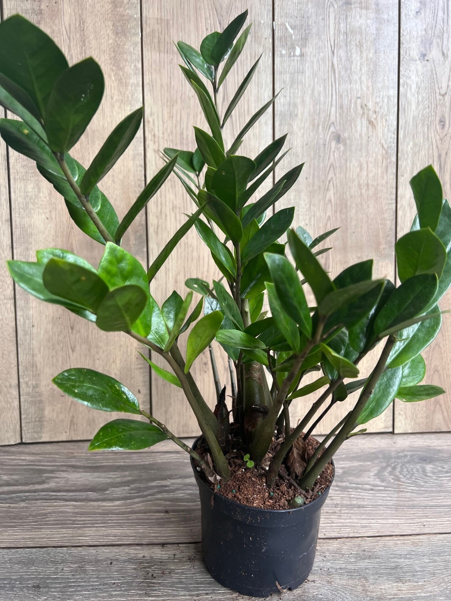 Zamioculcas Zamiifolia , ZZ Plant, in 6" Pot