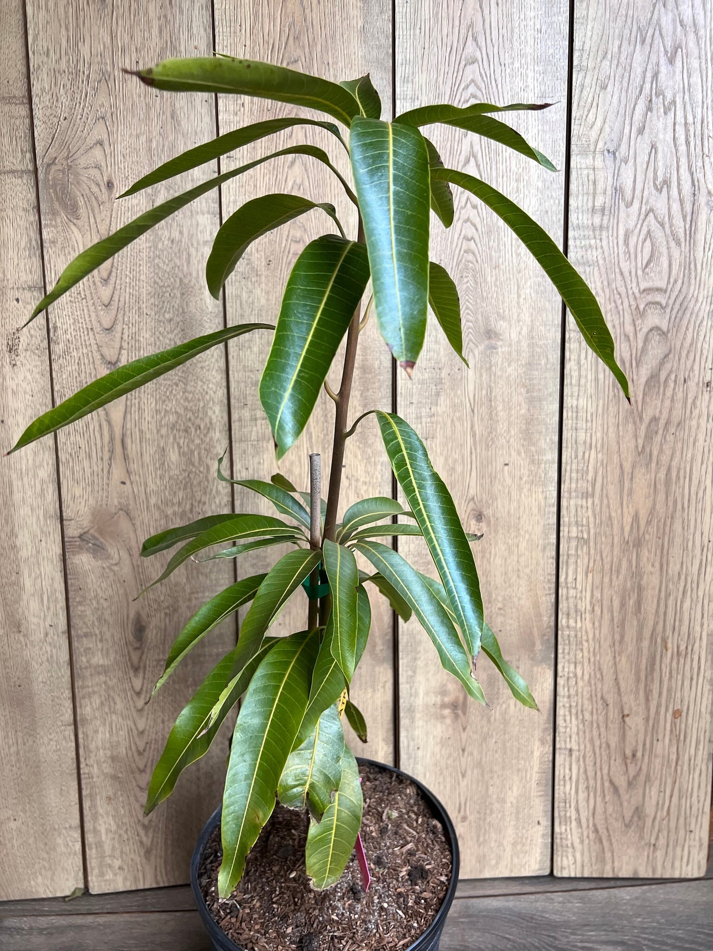 Tommy Atkins Mango Tree. grafted in 3 gallons pot, No Ship to CA and HI