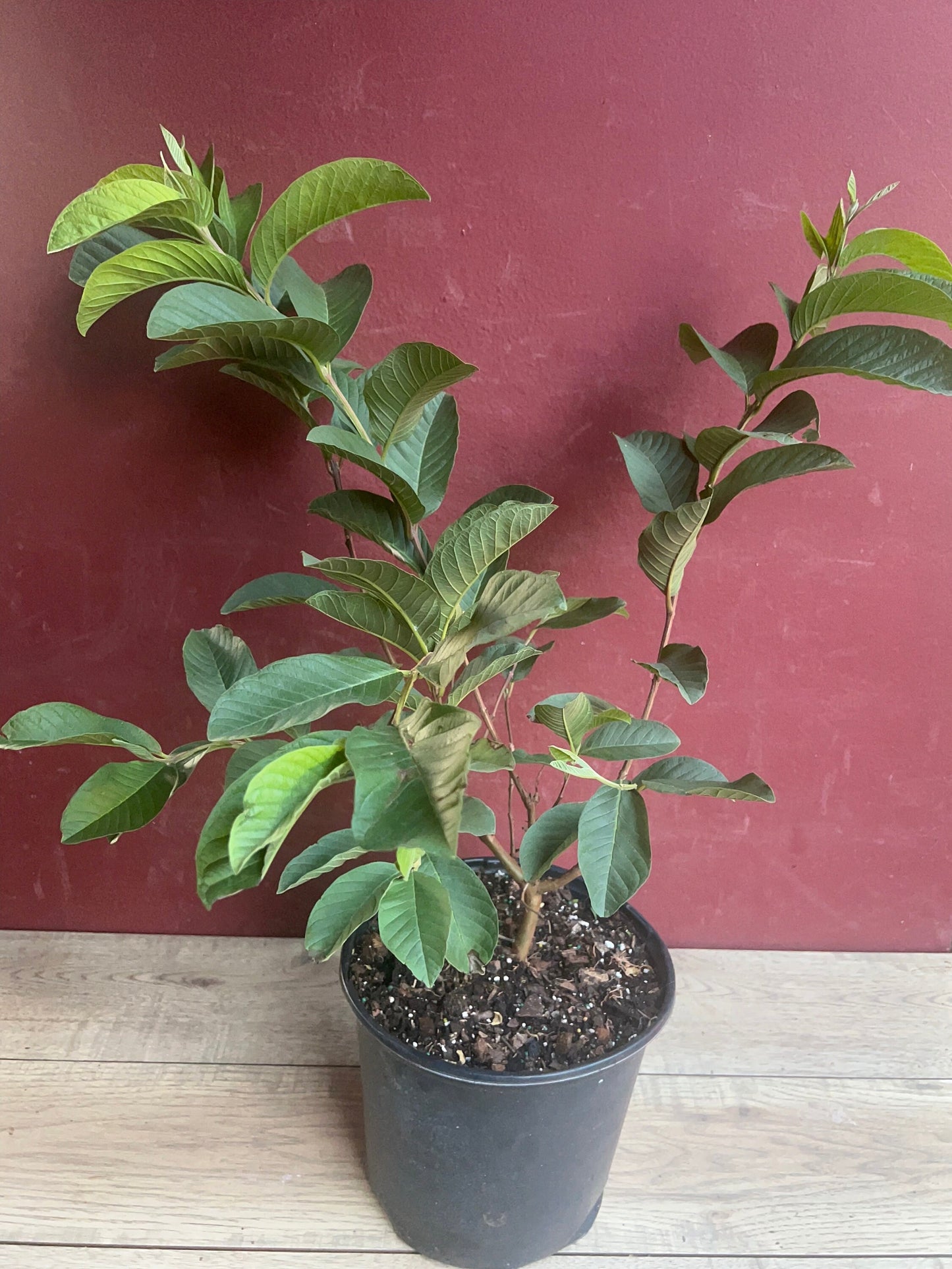 Guava Plant in 10" Pot, Jambu Batu, Psidium guajava, Pink Guava tree, No Ship to CA and HI