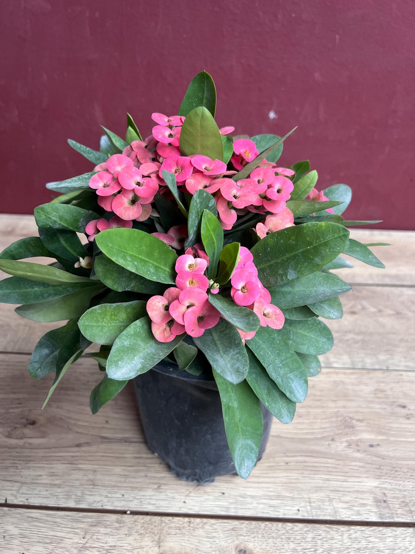 Crown of Thorns, Pink in 6" Pot, Euphorbia milii