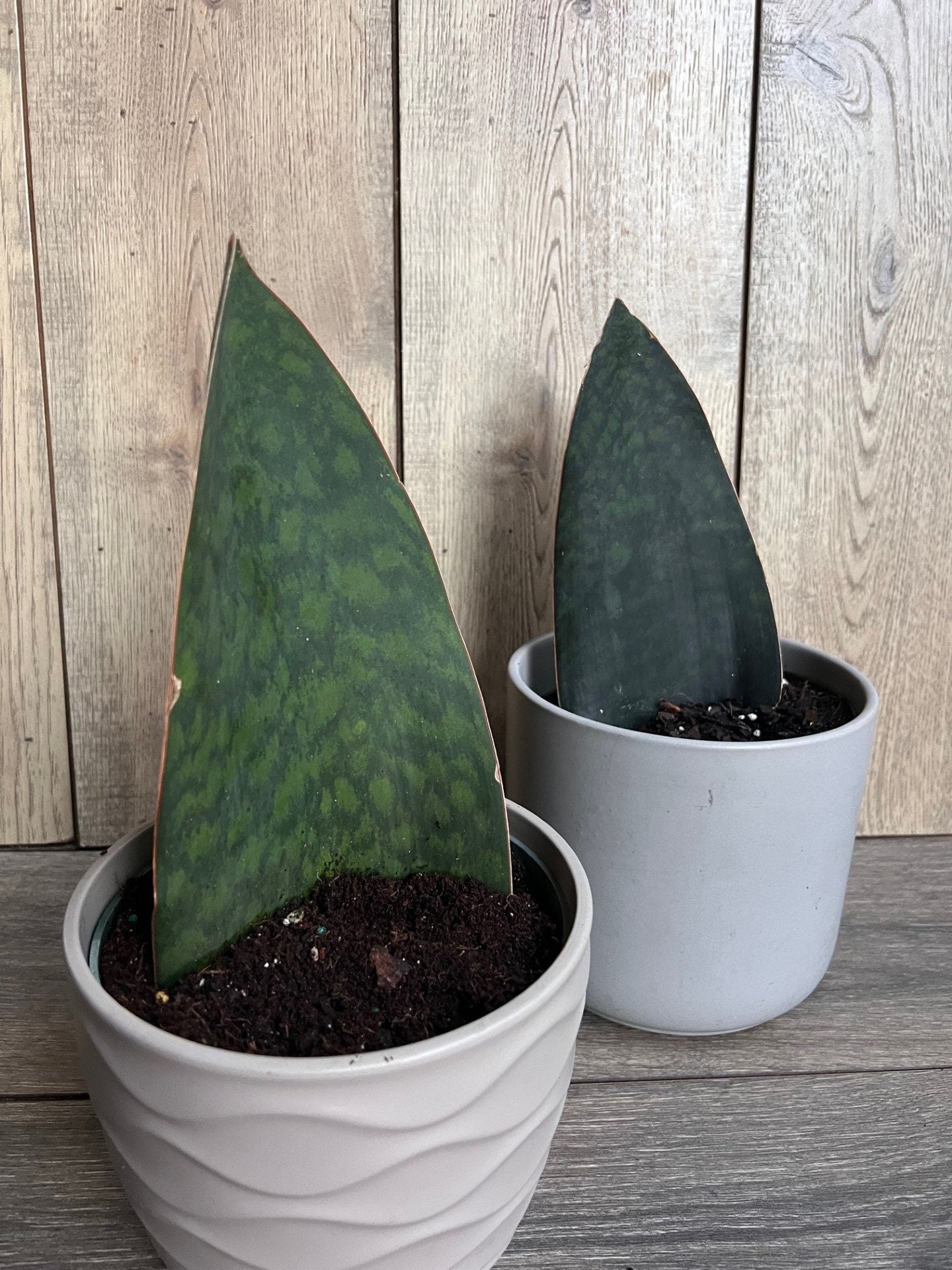 Sansevieria Masoniana, Sansevieria Whale Fin, Snake Plant in 6" Pot
