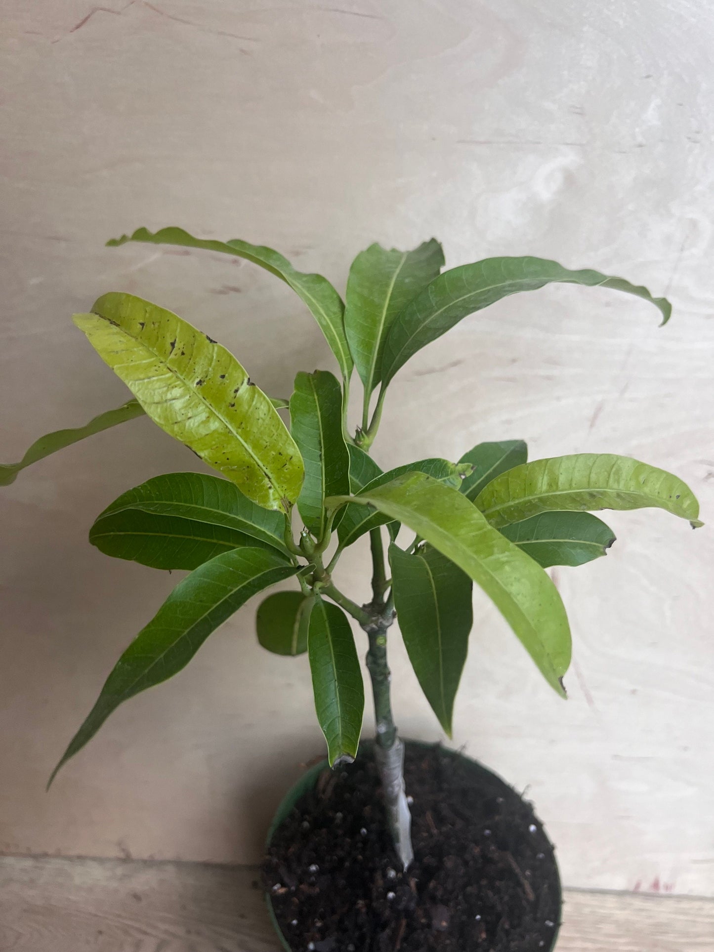 Manila Mango in 10" Pot, grafted