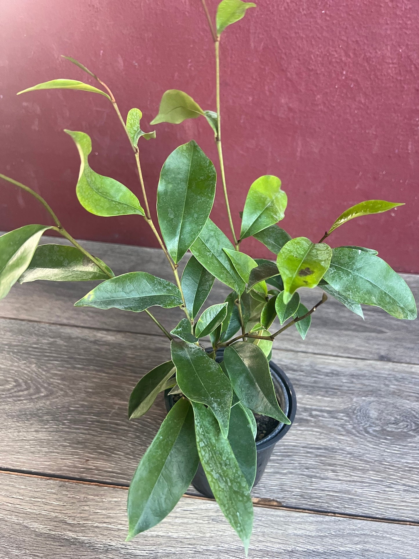 Magnolia figo, Michelia figo – Banana shrub in 4" Pot