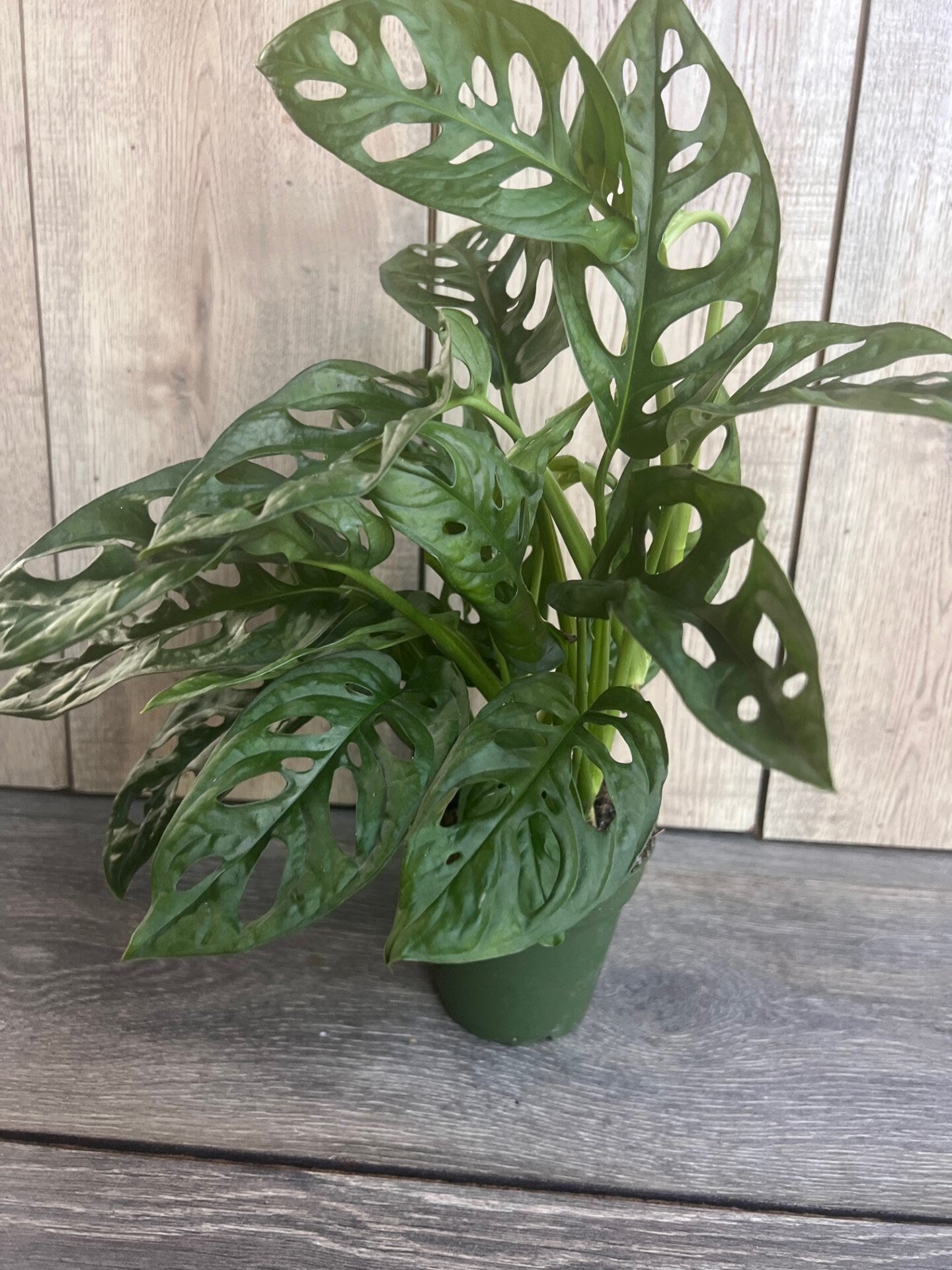 Monstera Adansonii in 4"pot