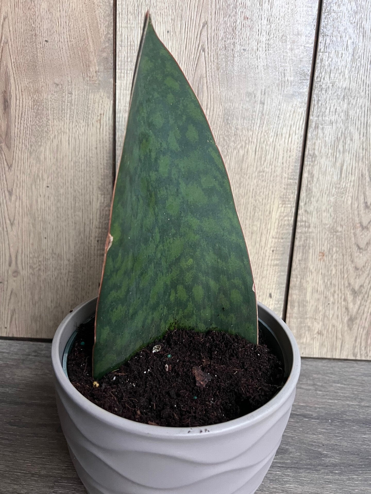 Sansevieria Masoniana, Sansevieria Whale Fin, Snake Plant in 6" Pot