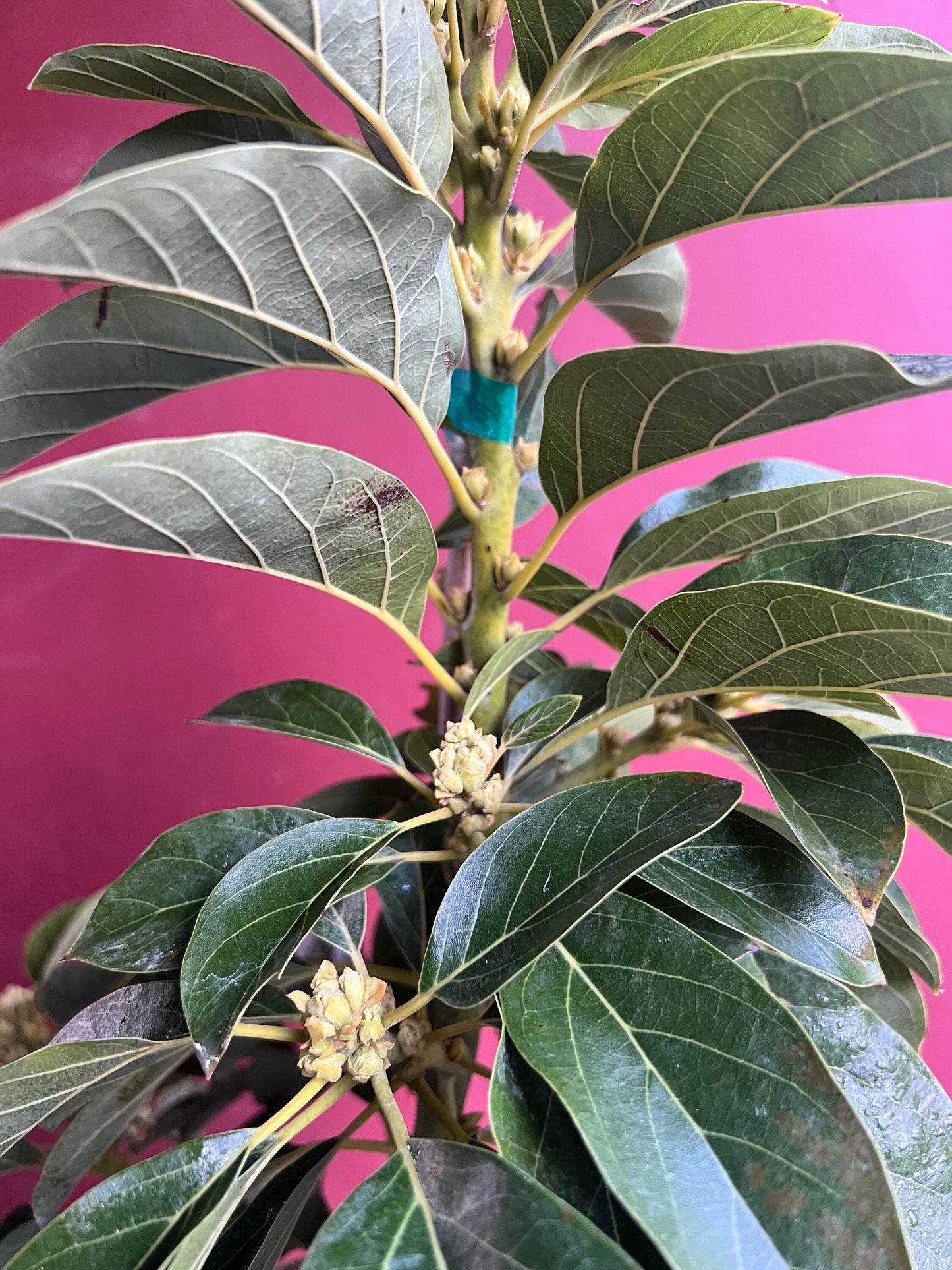 Avocado 'Choquette', Persia americana Tree , Grafted in 3 Gallon Pot, No Ship to HI