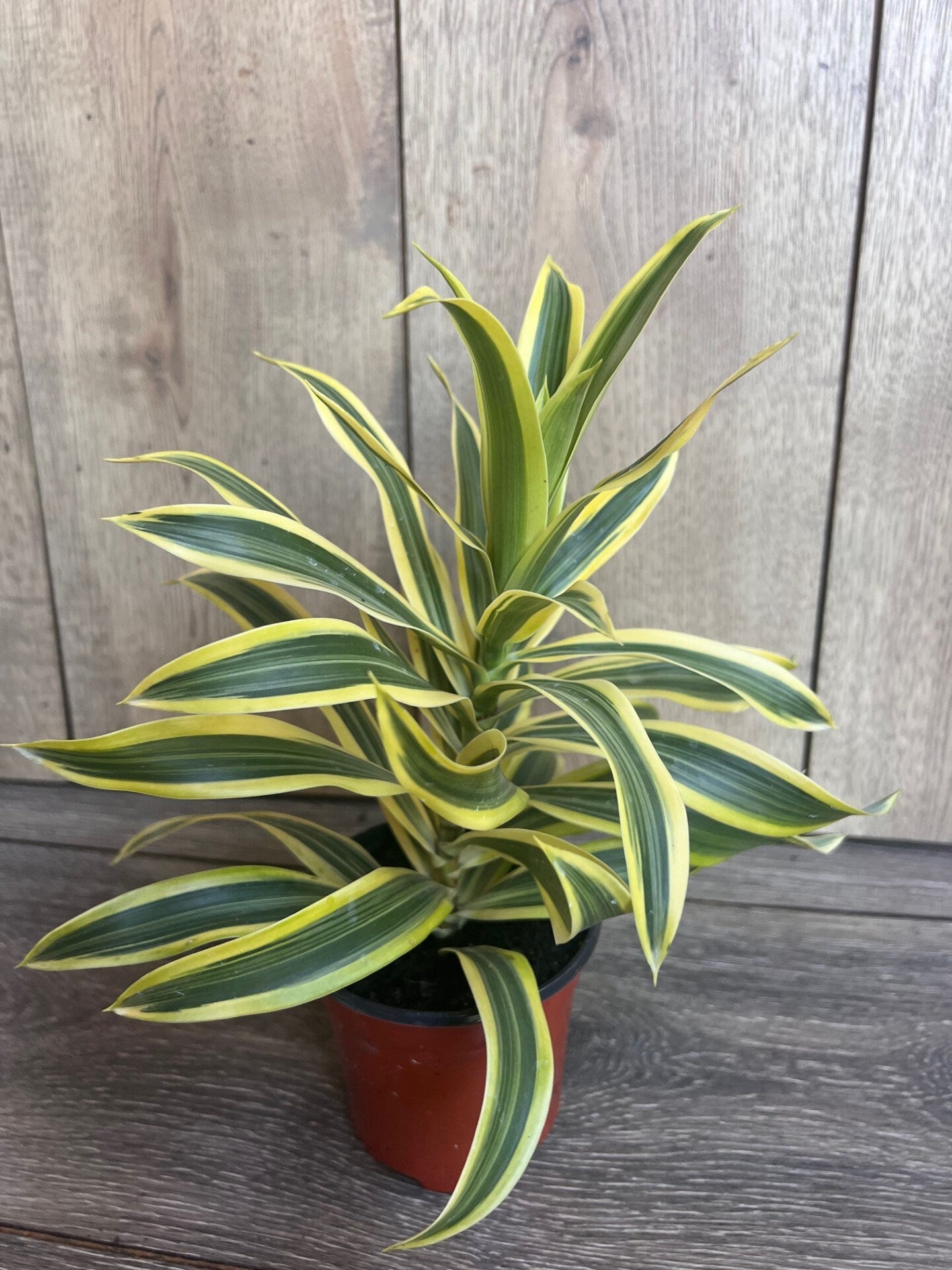 Song Of India, 4" Pot, Dracaena reflexa.