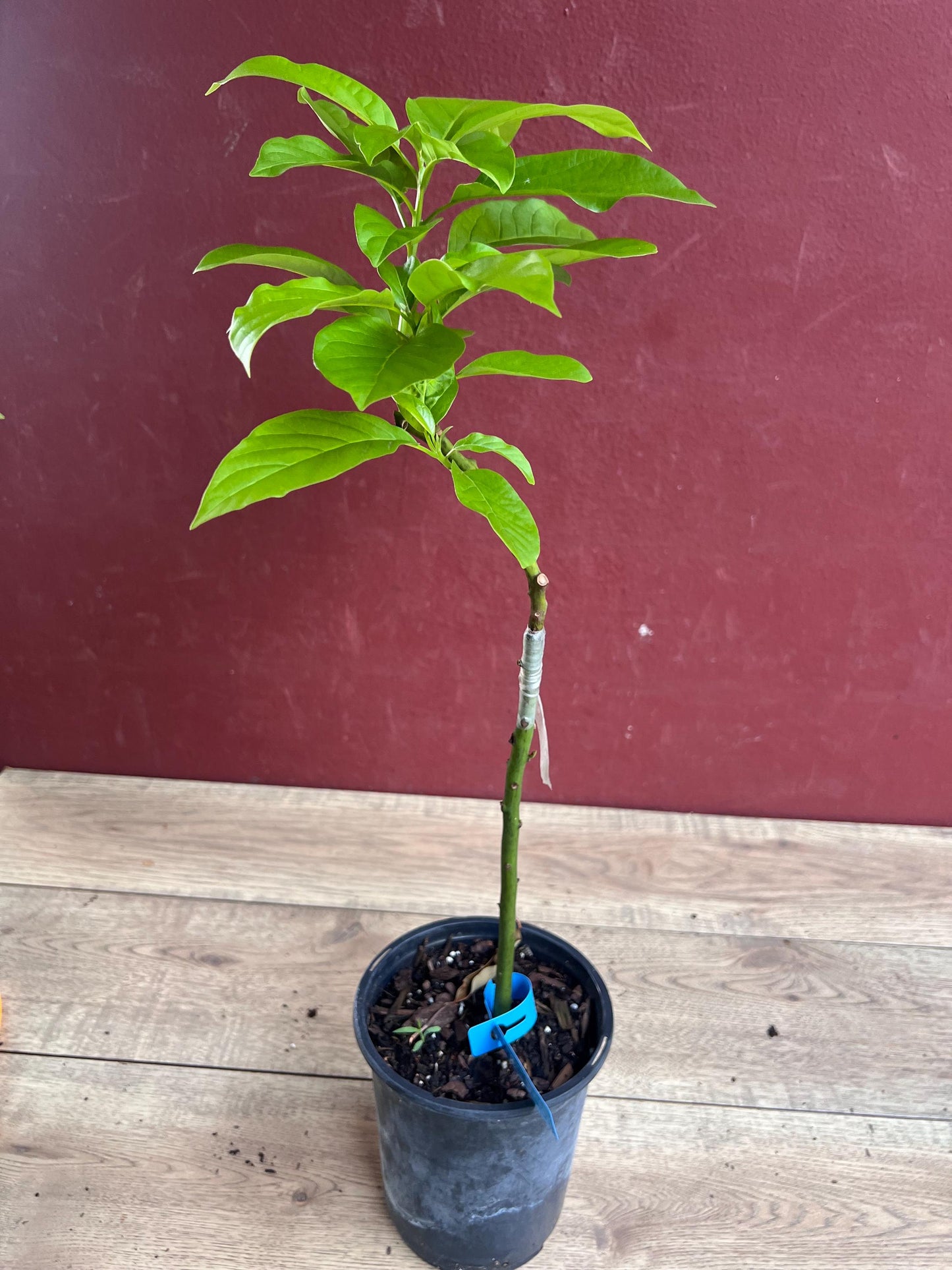 Donnie Avocado Tree , Grafted in 6" Pot