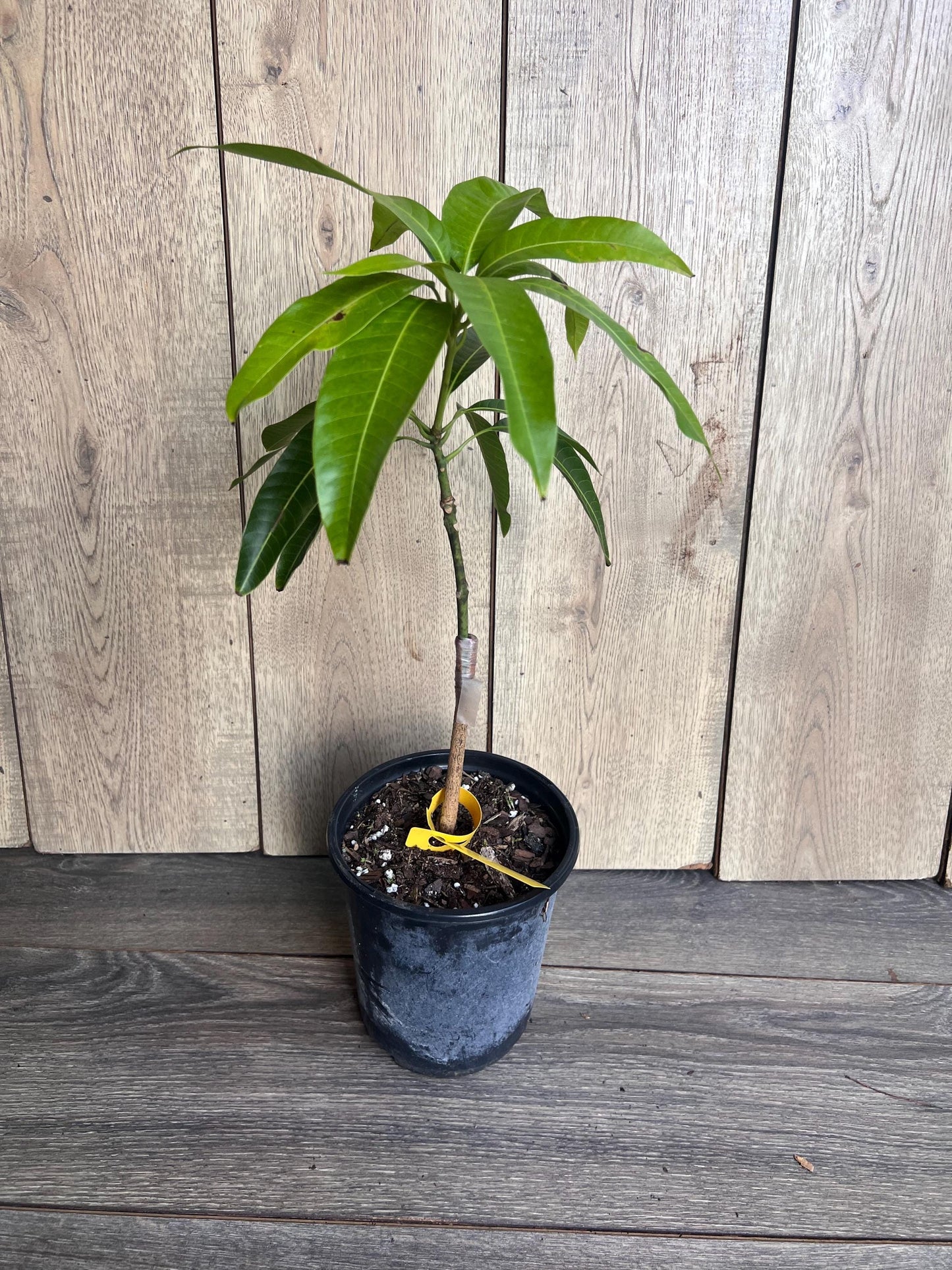 Glenn Mango Tree, grafted in 1/2 Gallon Pot