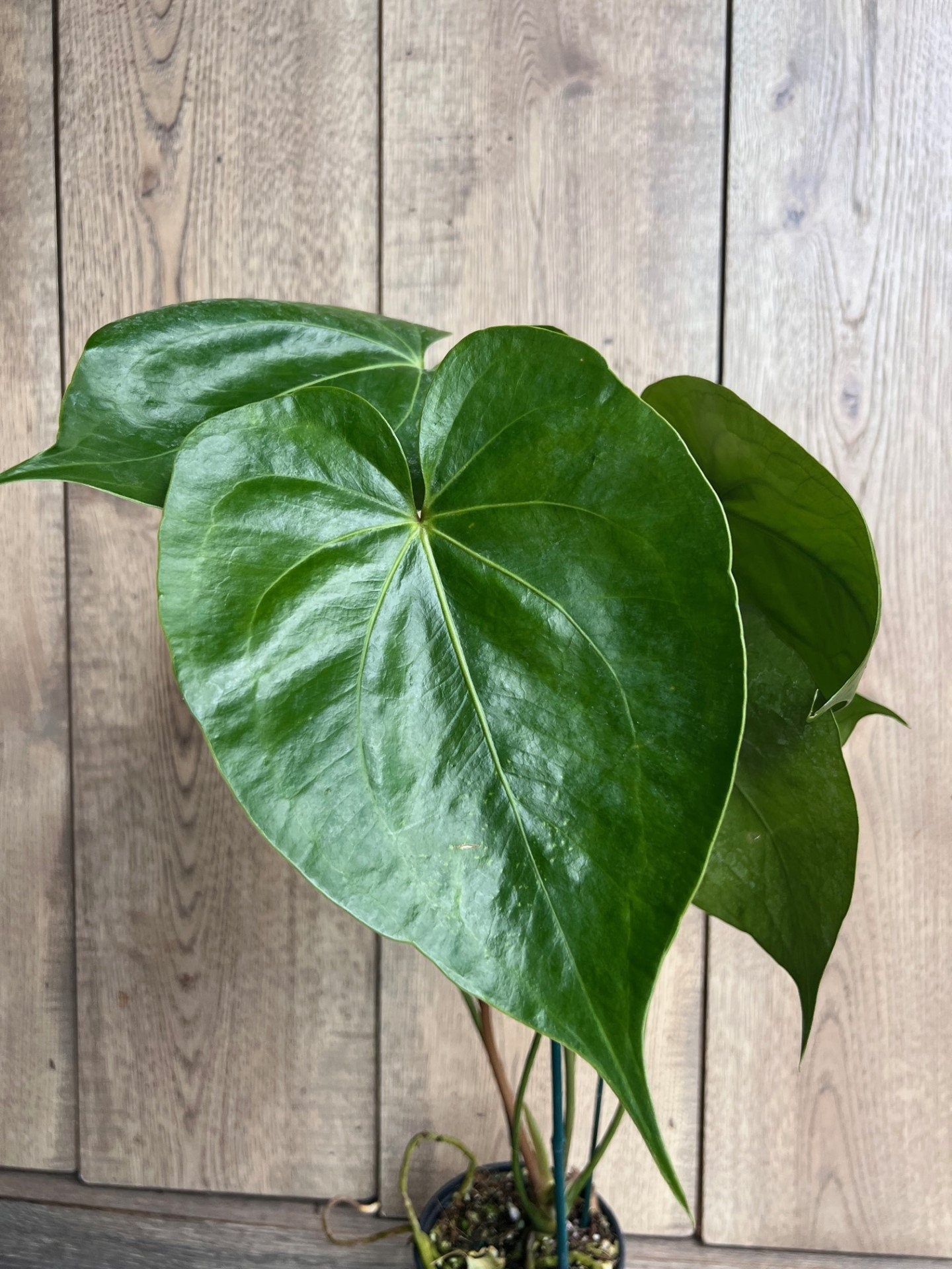 Anthurium faustomirandae, Faustino’s Giant in 4" Pot