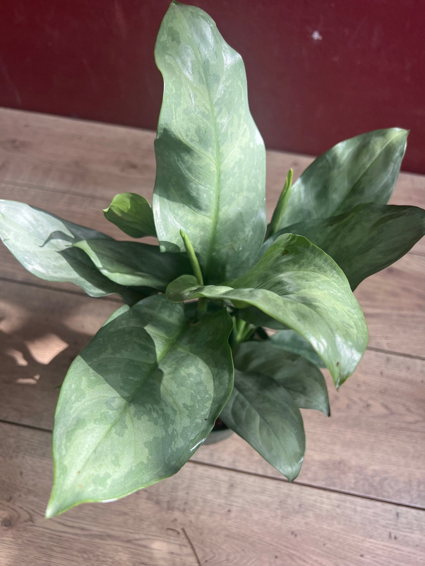 Aglaonema Gary Ghost, aglaonema ghost in 6"